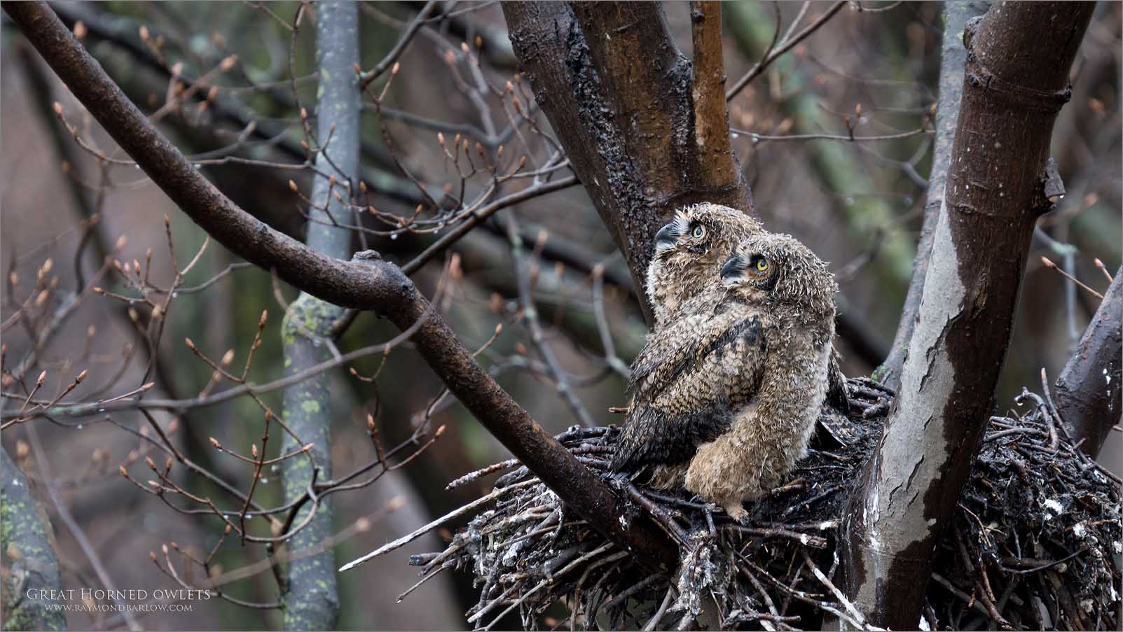 7R408324 Great horned owlets 1600 share .jpg