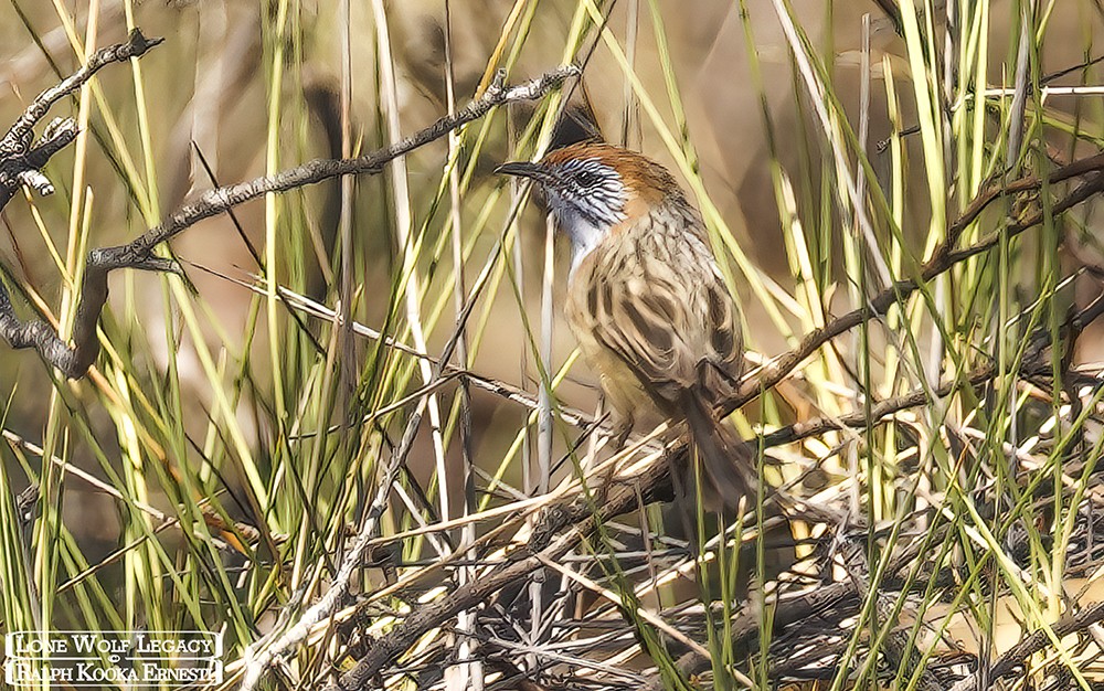 8 Mallee Emu Wren.JPG