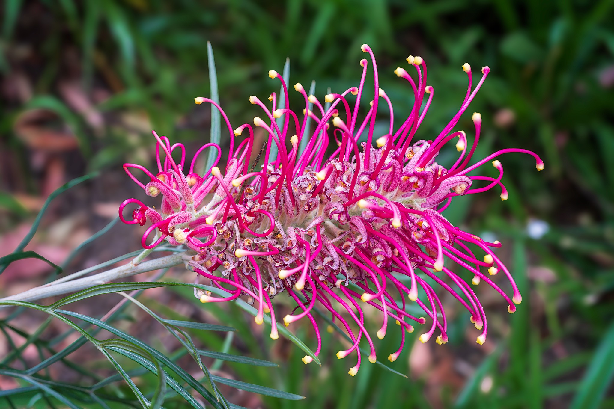 _7RV2313_Crimson_Grevillea.jpg