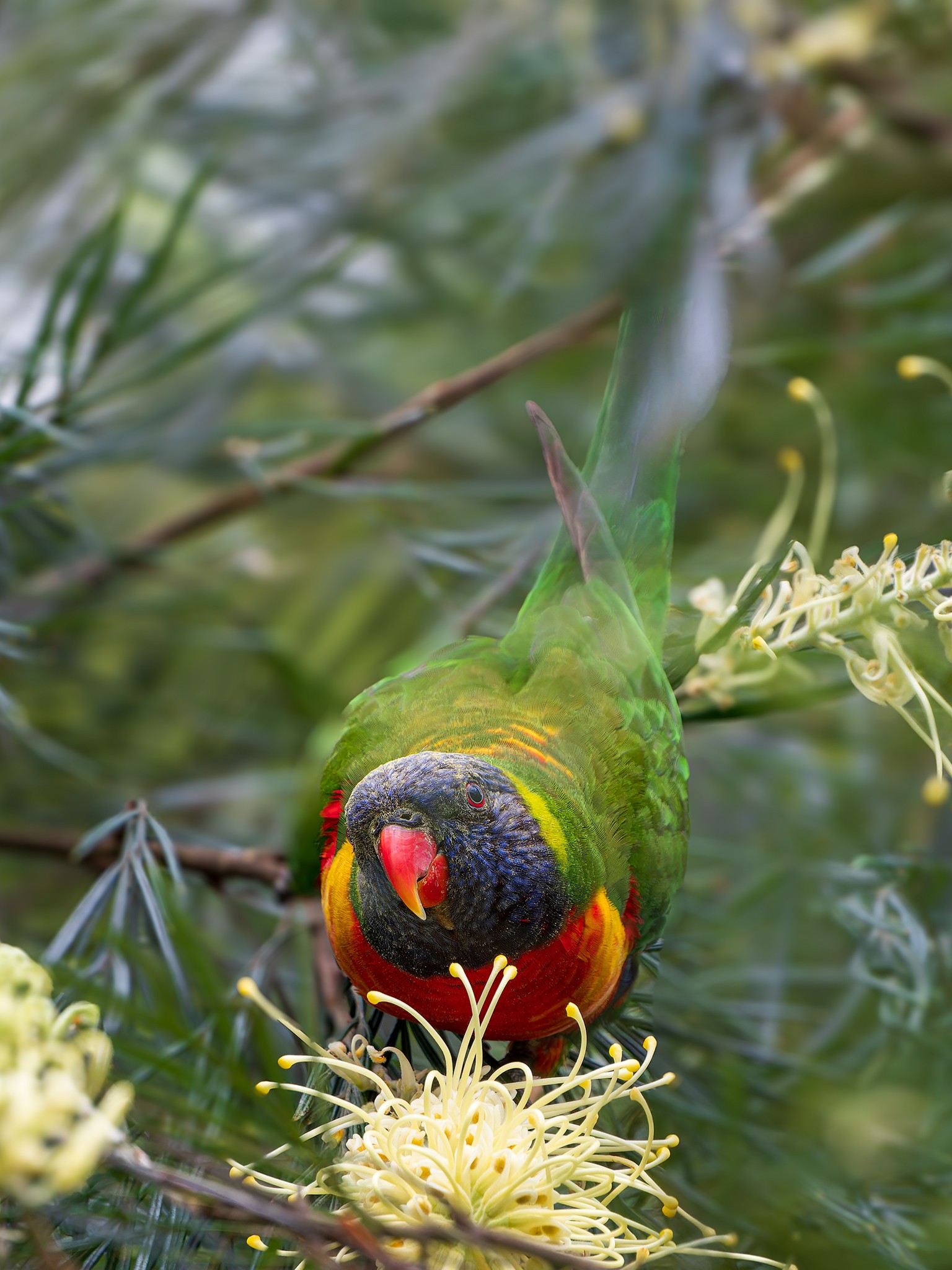 _7RV2326_Lorikeet_In_Grevillea.jpg