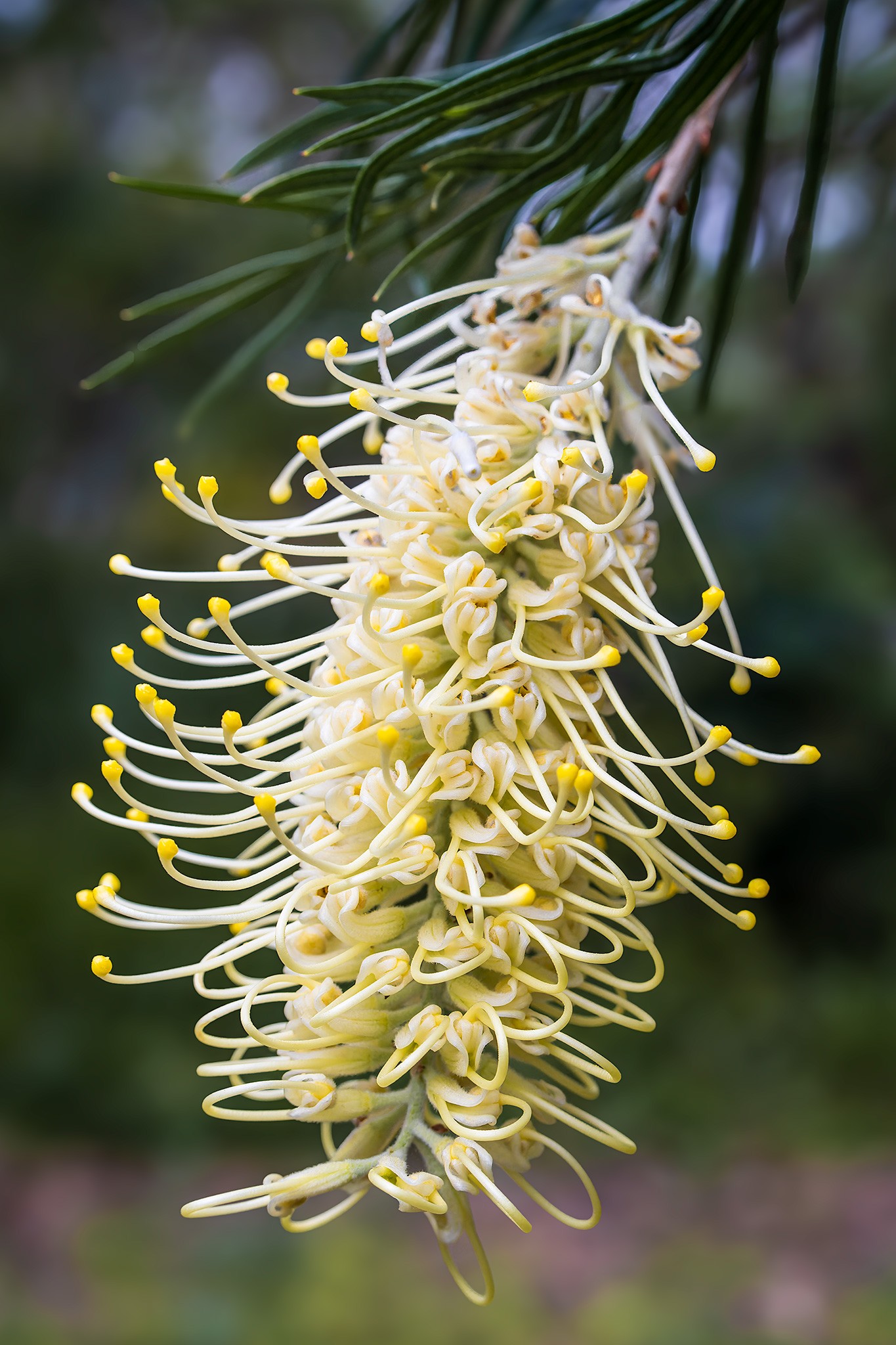 _7RV2333_White_Grevillea.jpg