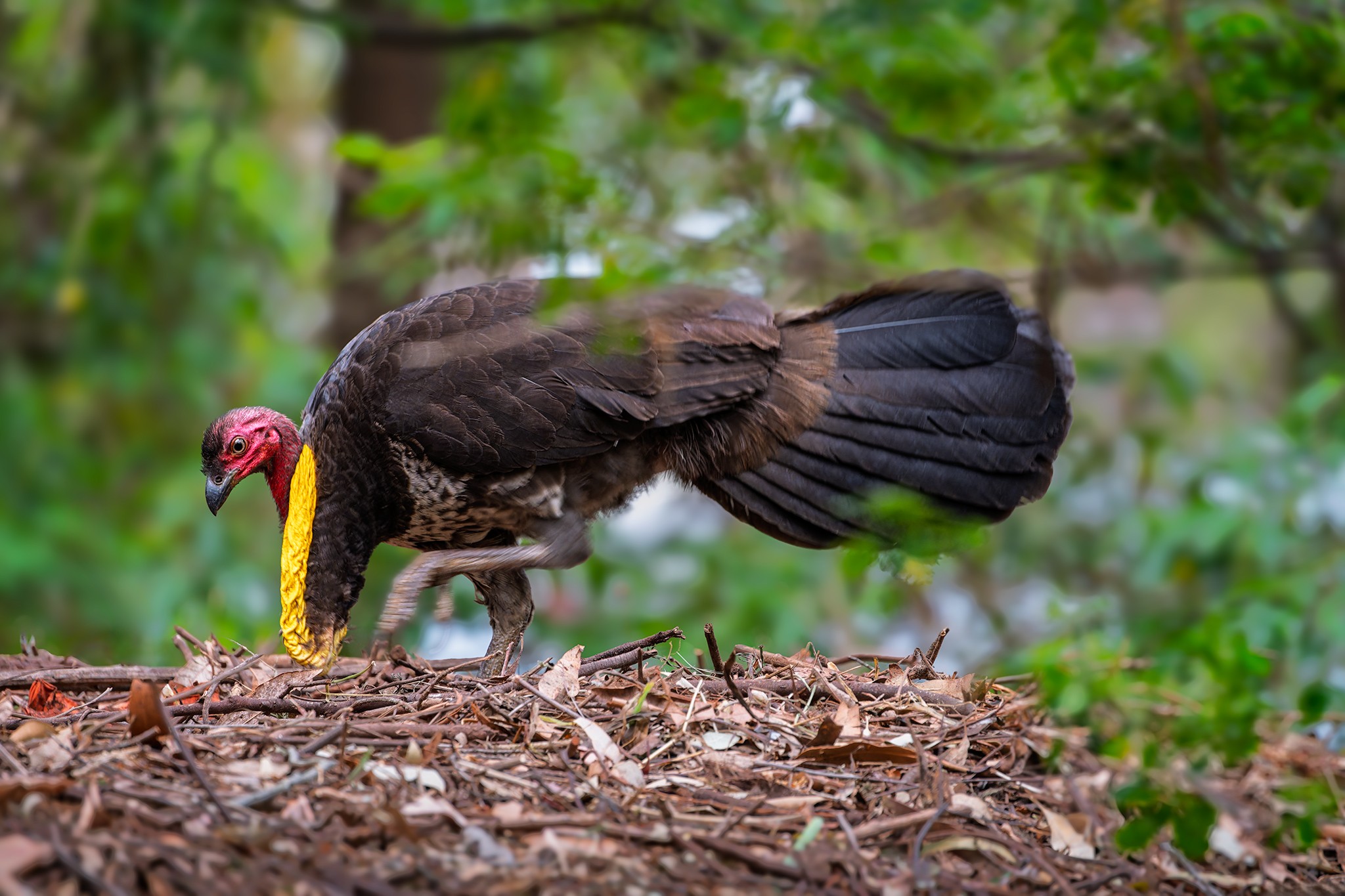 _7RV2350_Brush_Turkey_2.jpg