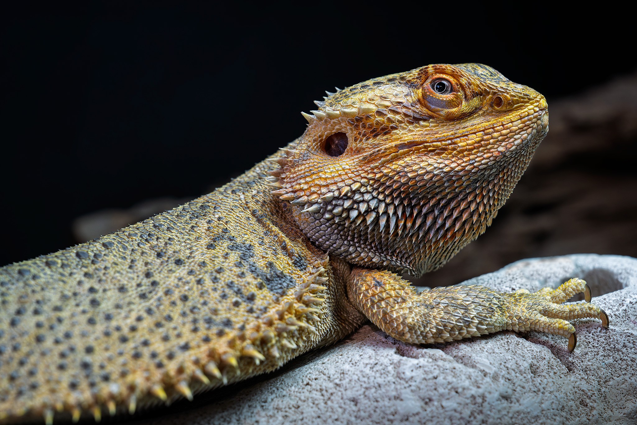 _7RV2461_Sony_Tradeshow_Bearded_Dragon_1.jpg