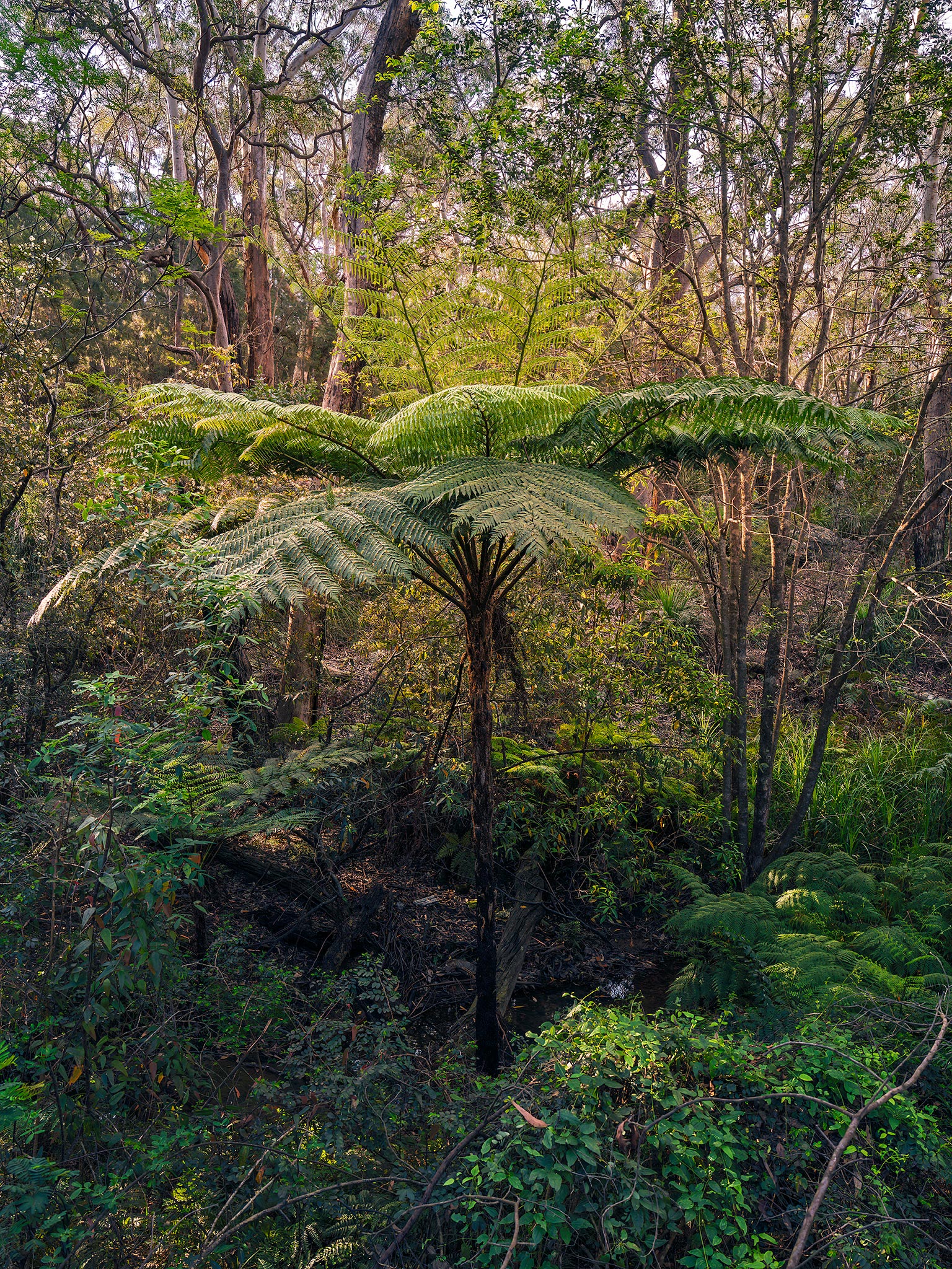 _7RV2627_Tree_Fern_1.jpg