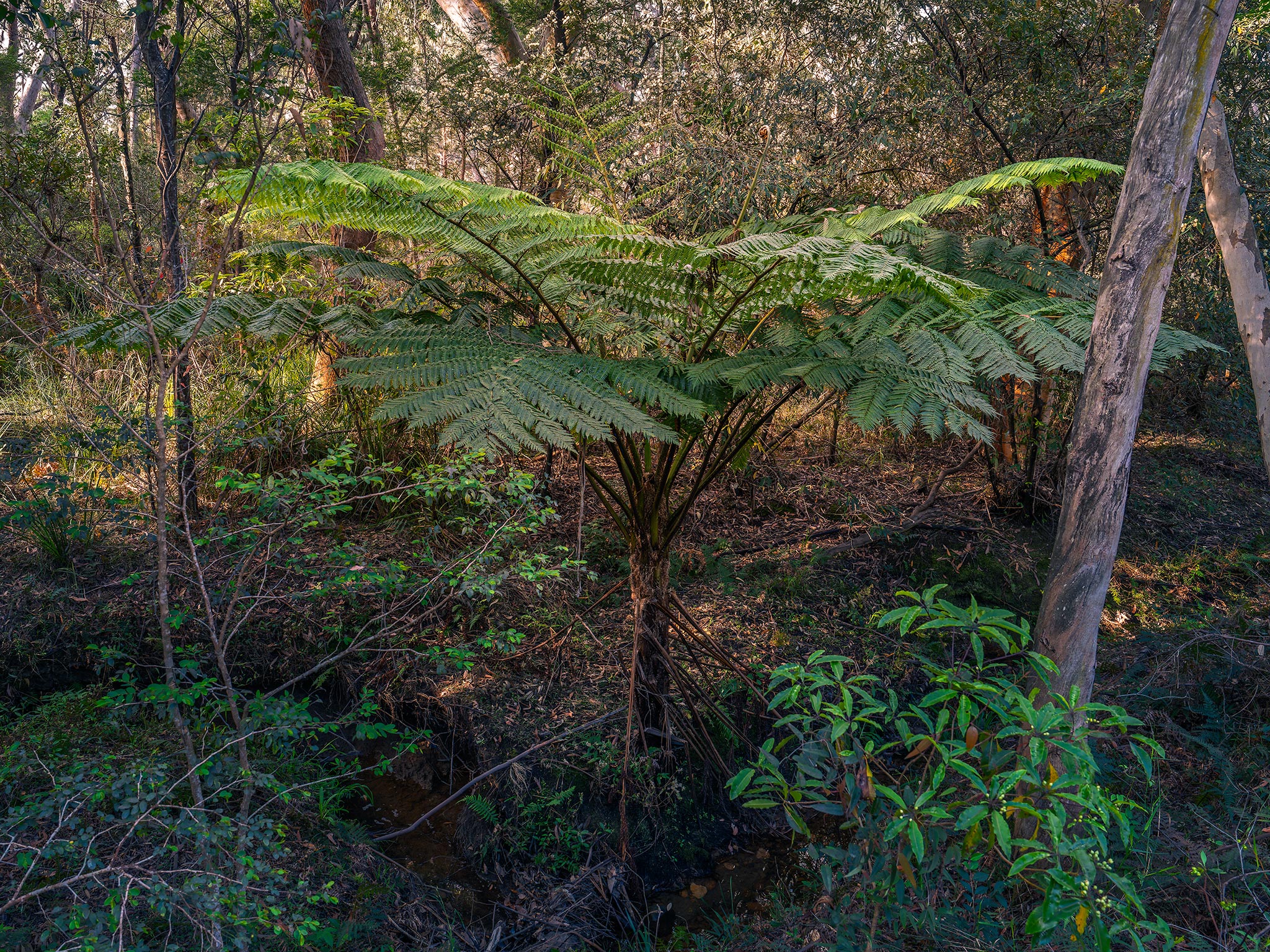 _7RV2629_Tree_Fern_2.jpg