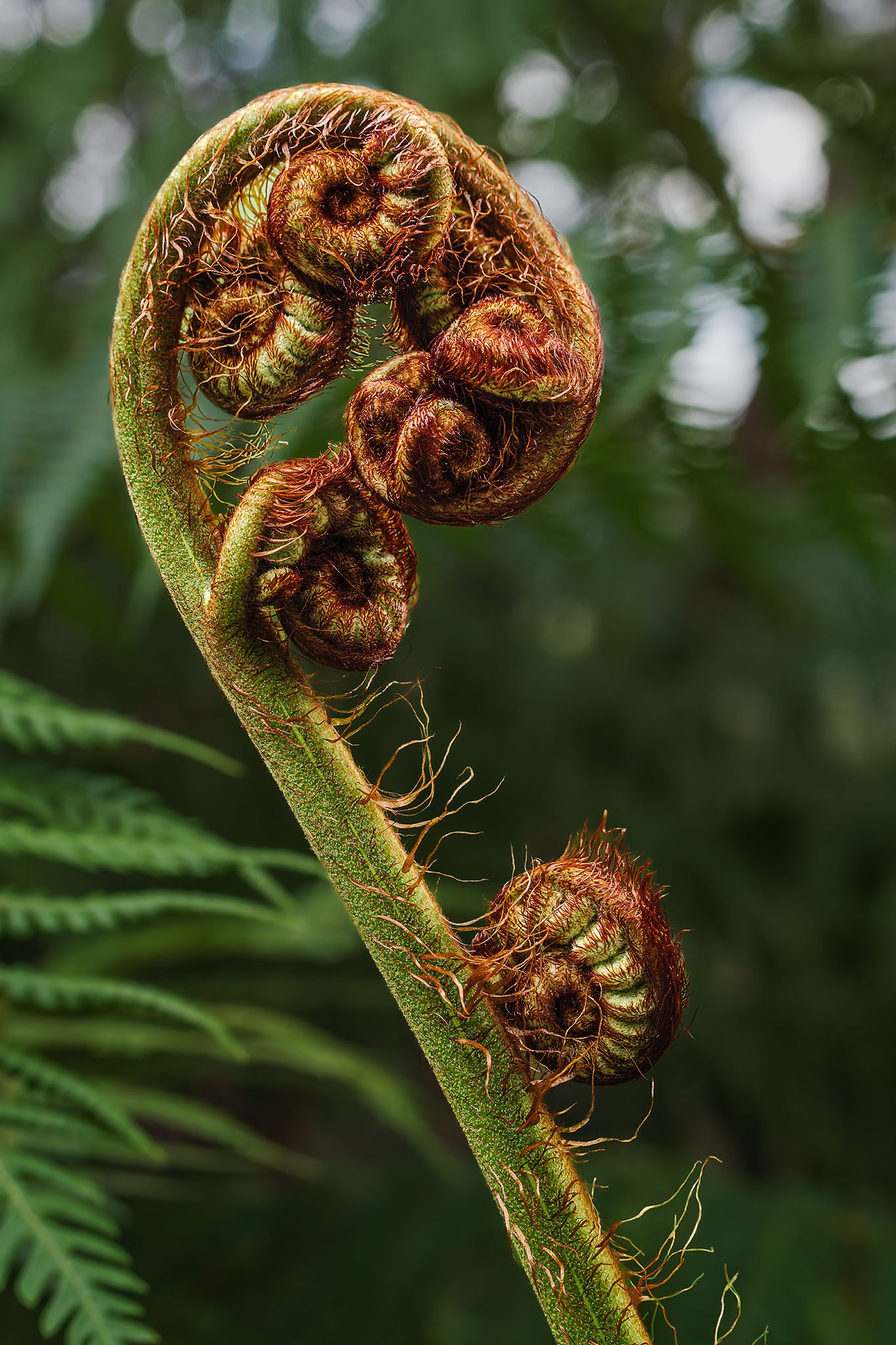 _7RV2673_Tree_Fern_Frond_Fiddlehead_2.jpg