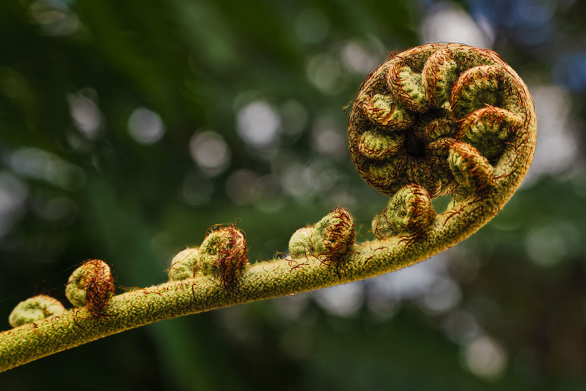 _7RV2674_Tree_Fern_Frond_Fiddlehead_3.jpg