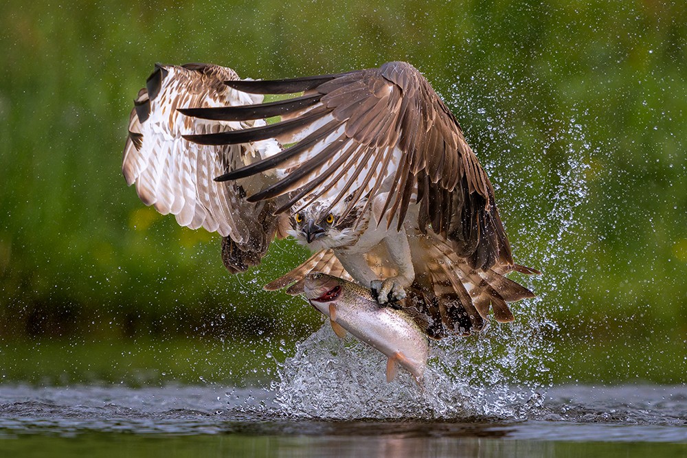 _DSC3633-ARW-Scottish_Wildlife_Portrait_Osprey_Fishing.jpg