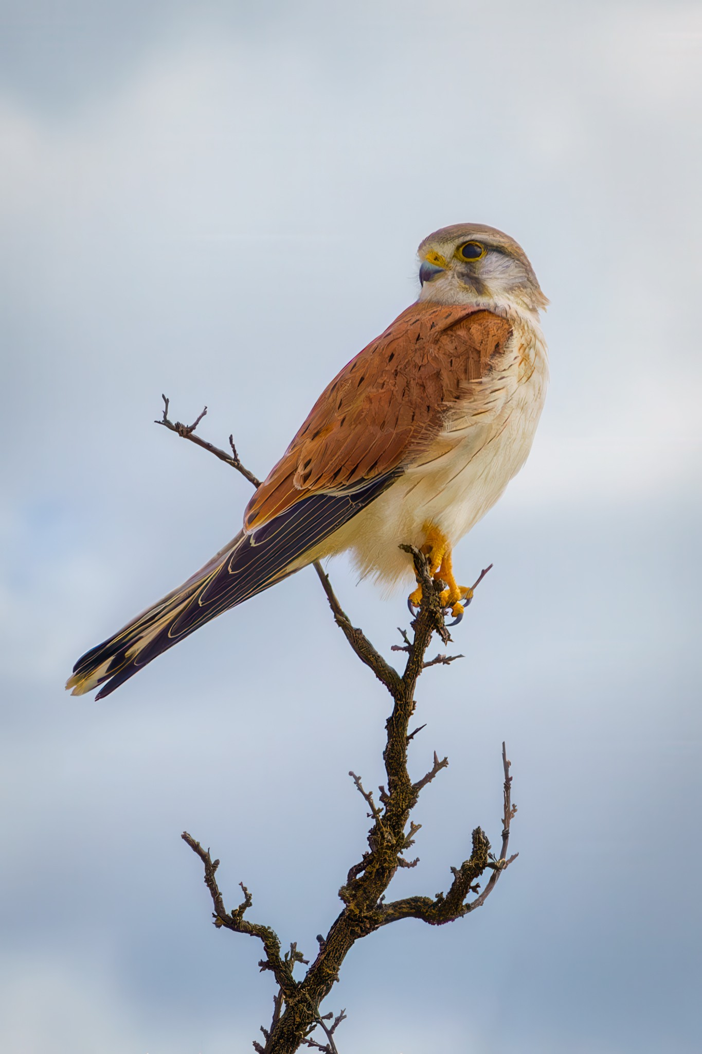 _VII0020_Nankeen_Kestrel.jpg