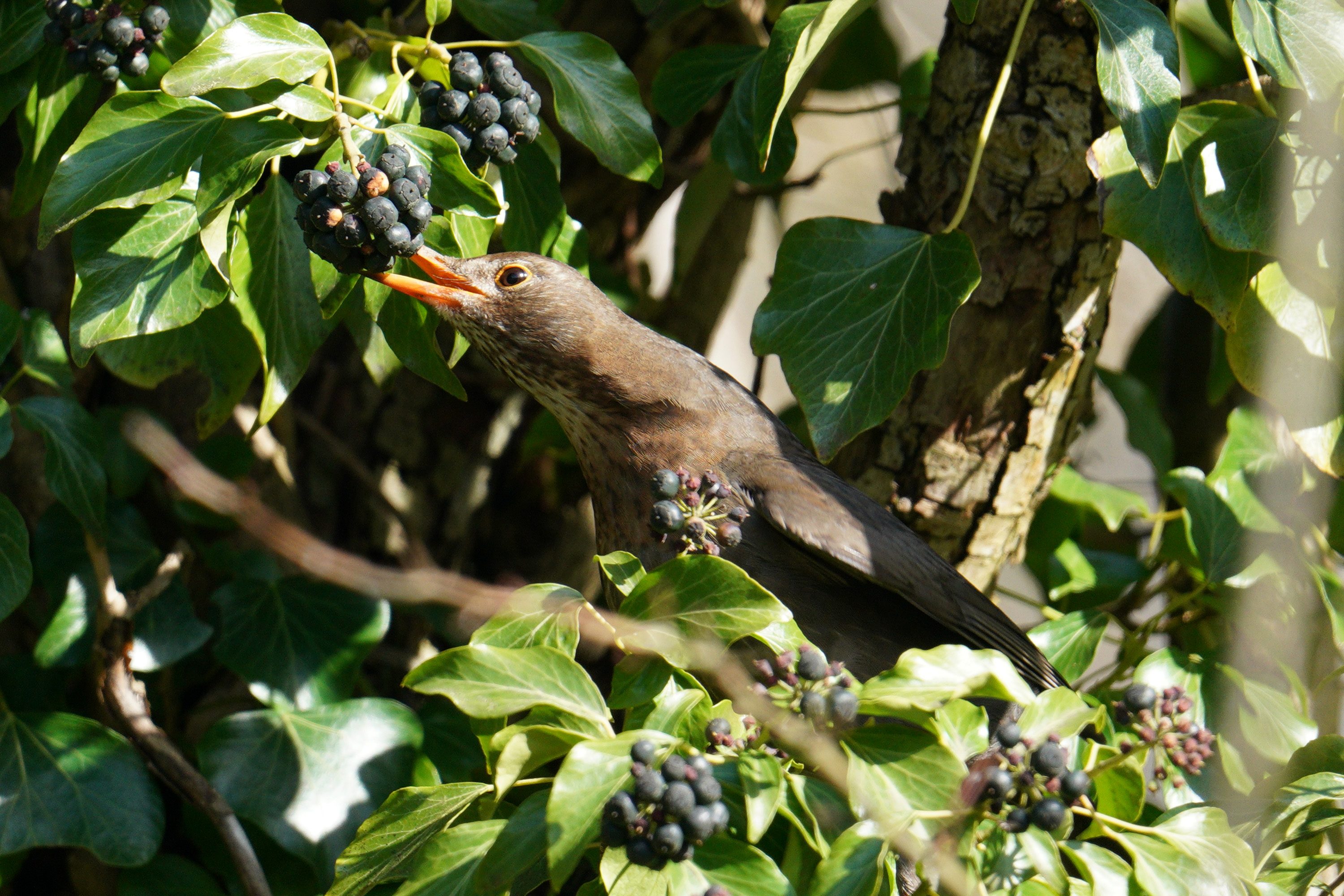 A female blackbird munching on some ivy berries.