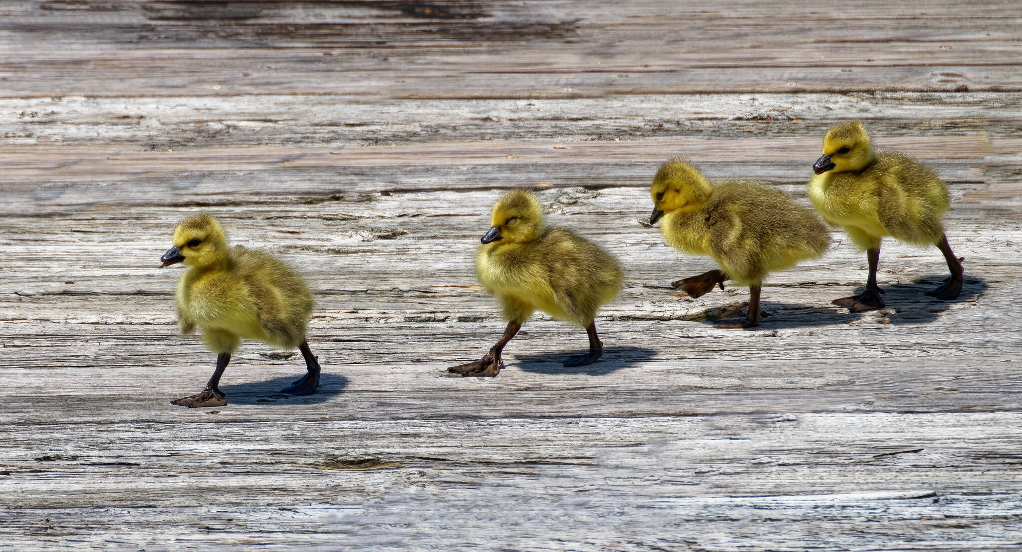 Abbey Road.jpeg