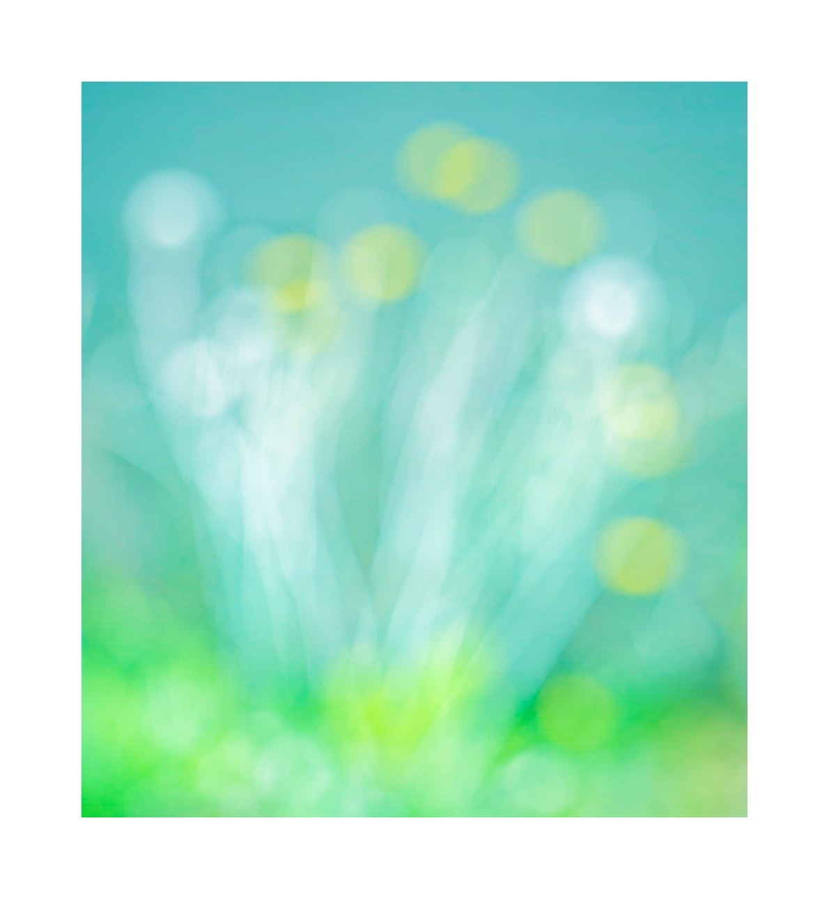 Abstract Dandelions