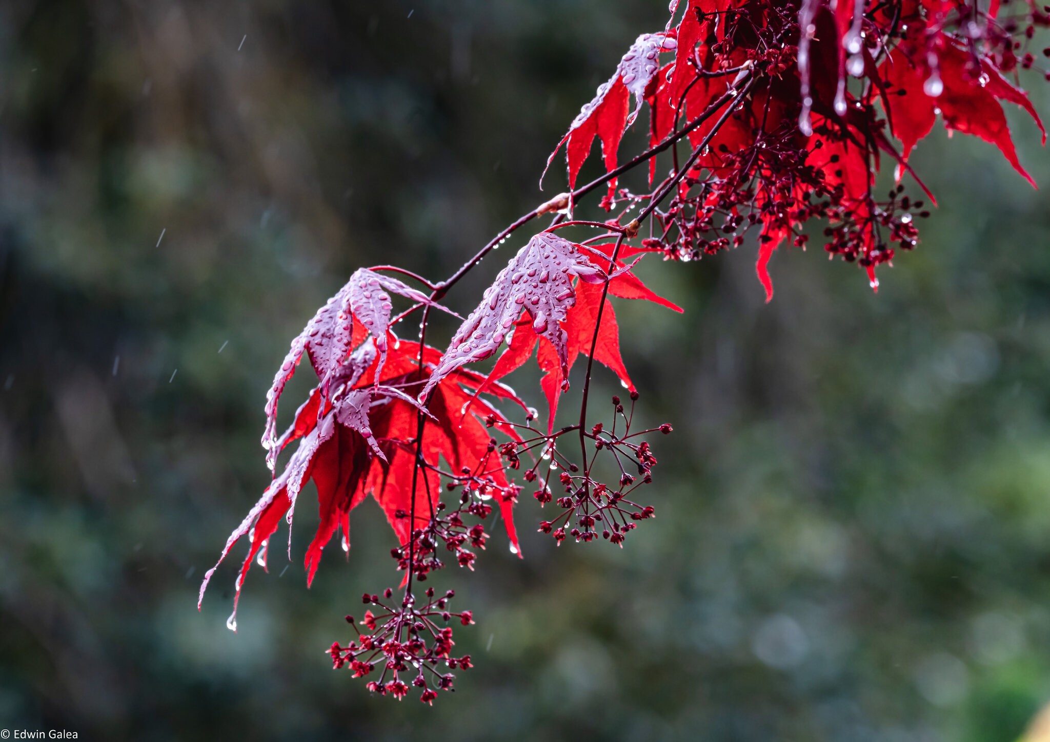 acer_rain-1.jpg