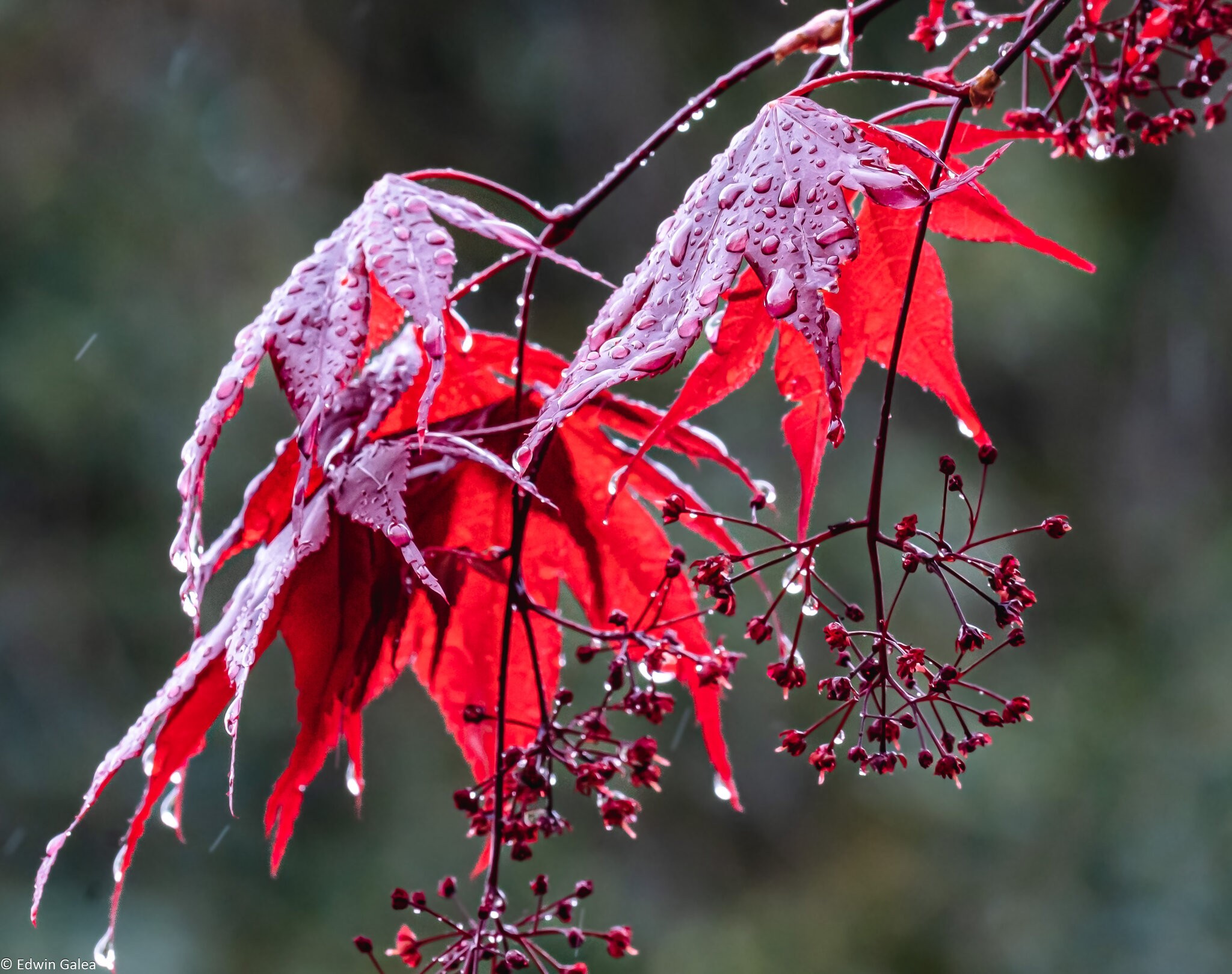 acer_rain-3.jpg