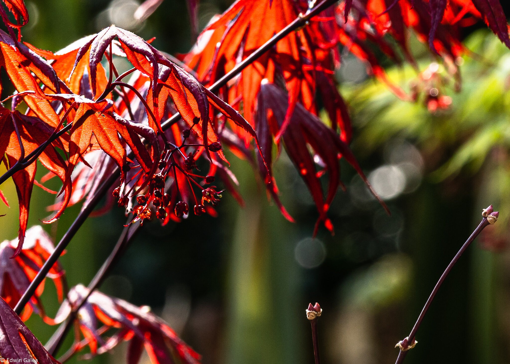 acers-1.jpg