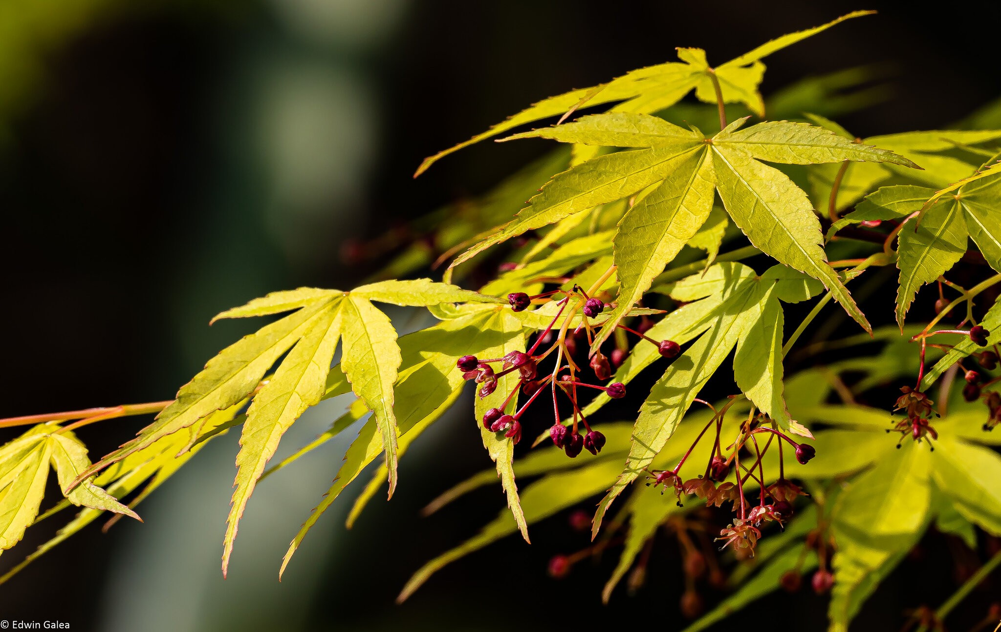 acers-3.jpg