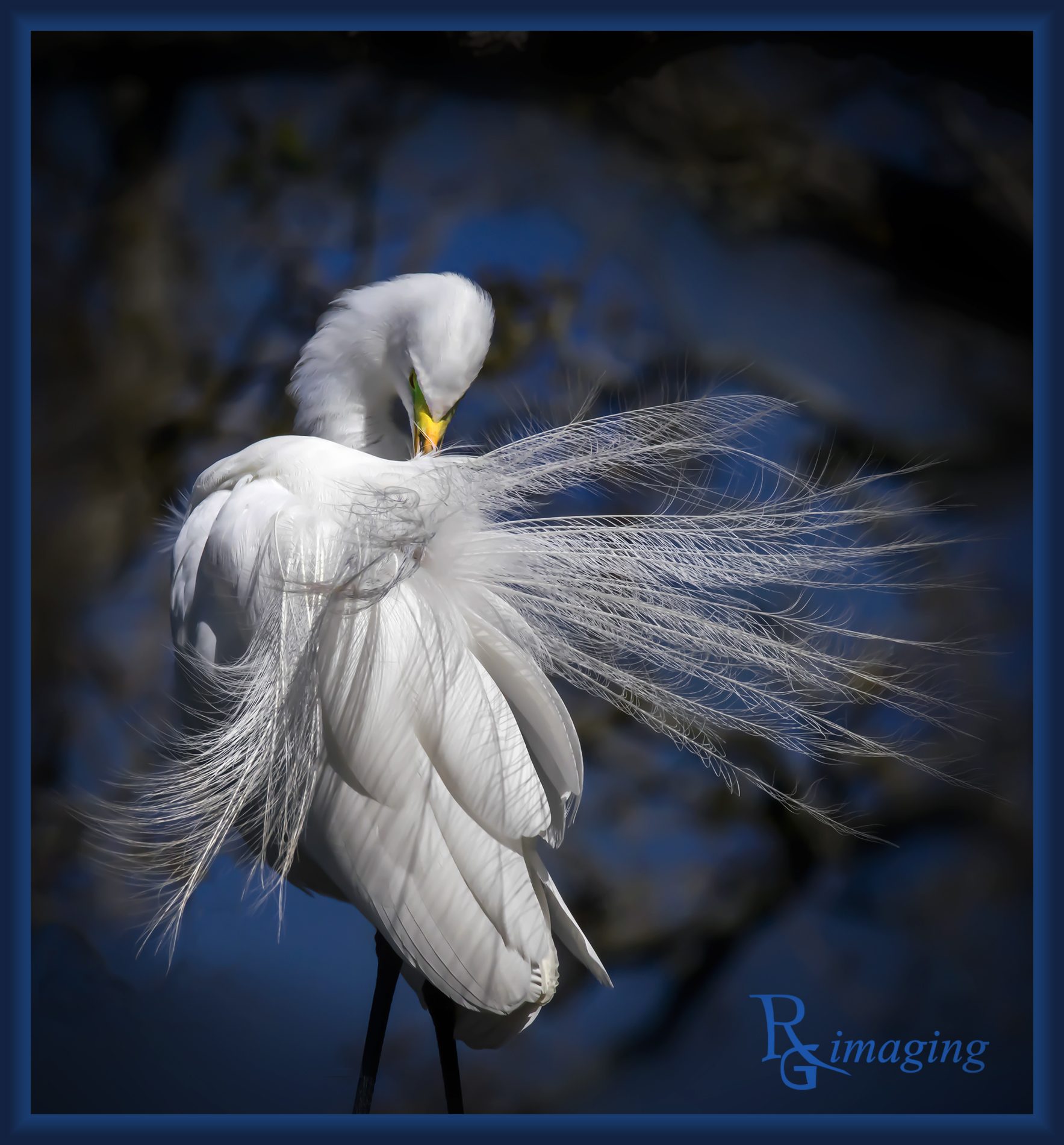 adult breeding egret  M (1).jpg