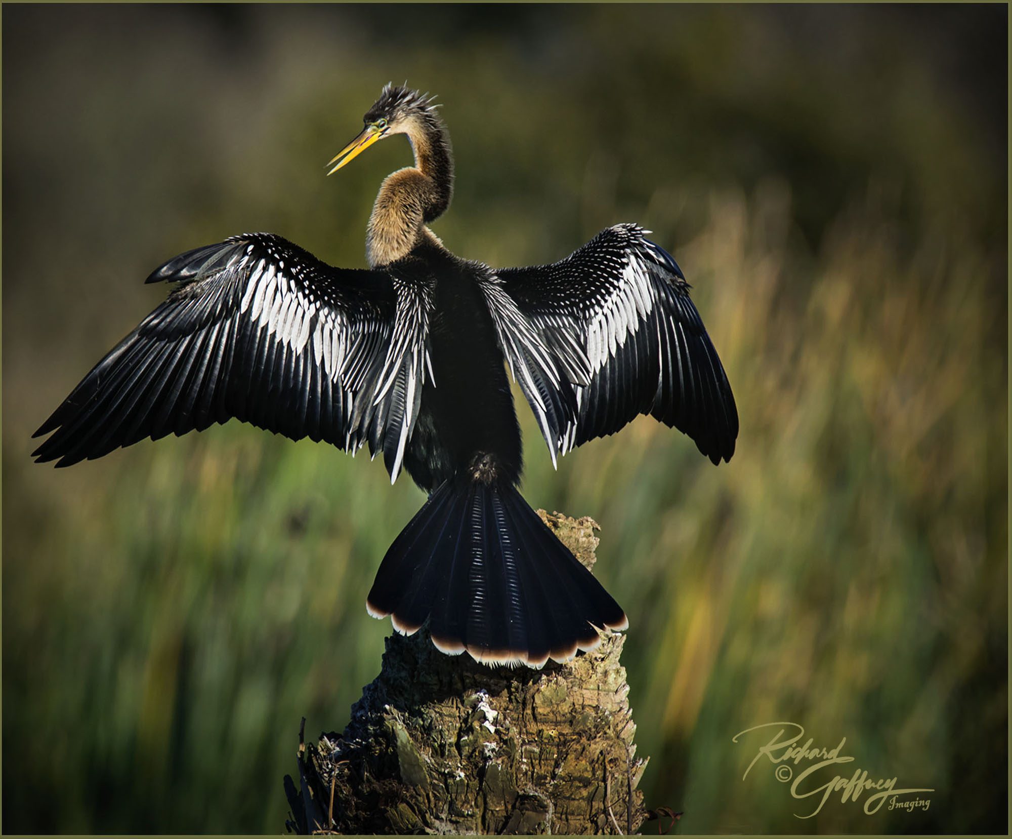 Air drying female Anhinga MMM.jpg