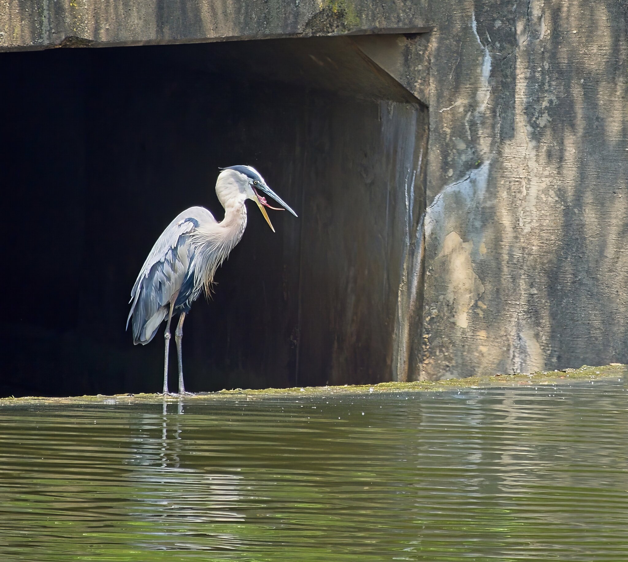 Alfred Chilling Out at the Culvert.jpeg