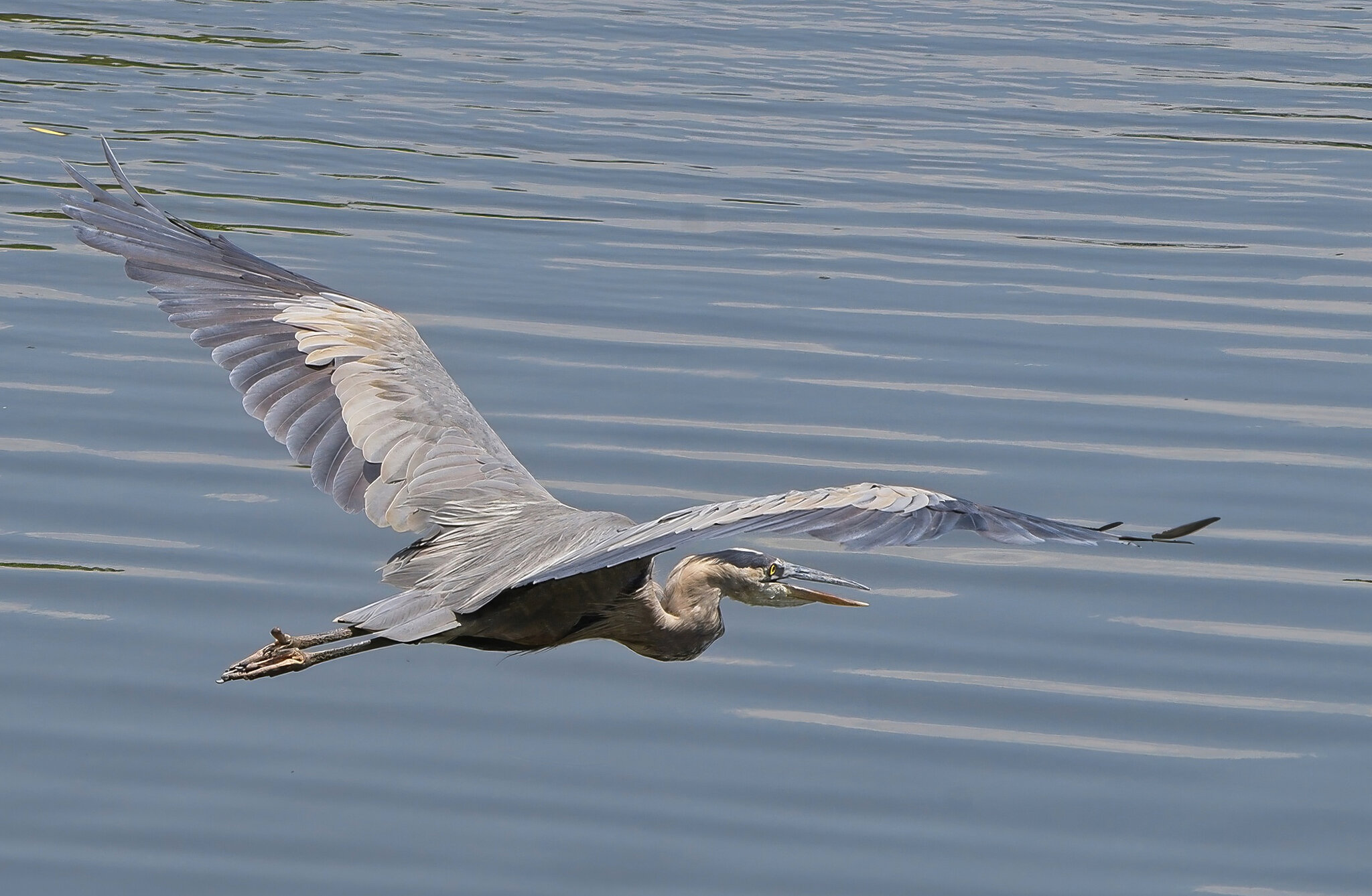 Alfred Flying off to Find Himself Some Lunch.jpeg