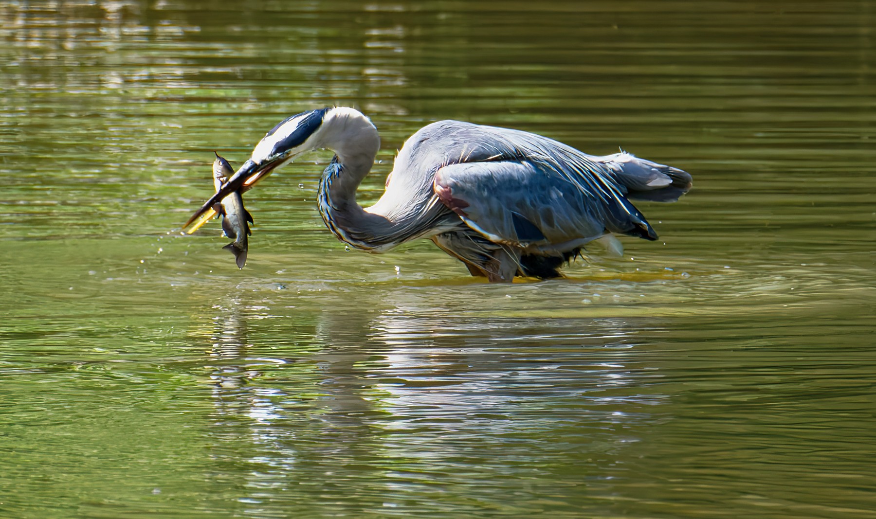 Alfred With Fresh Catch.jpeg