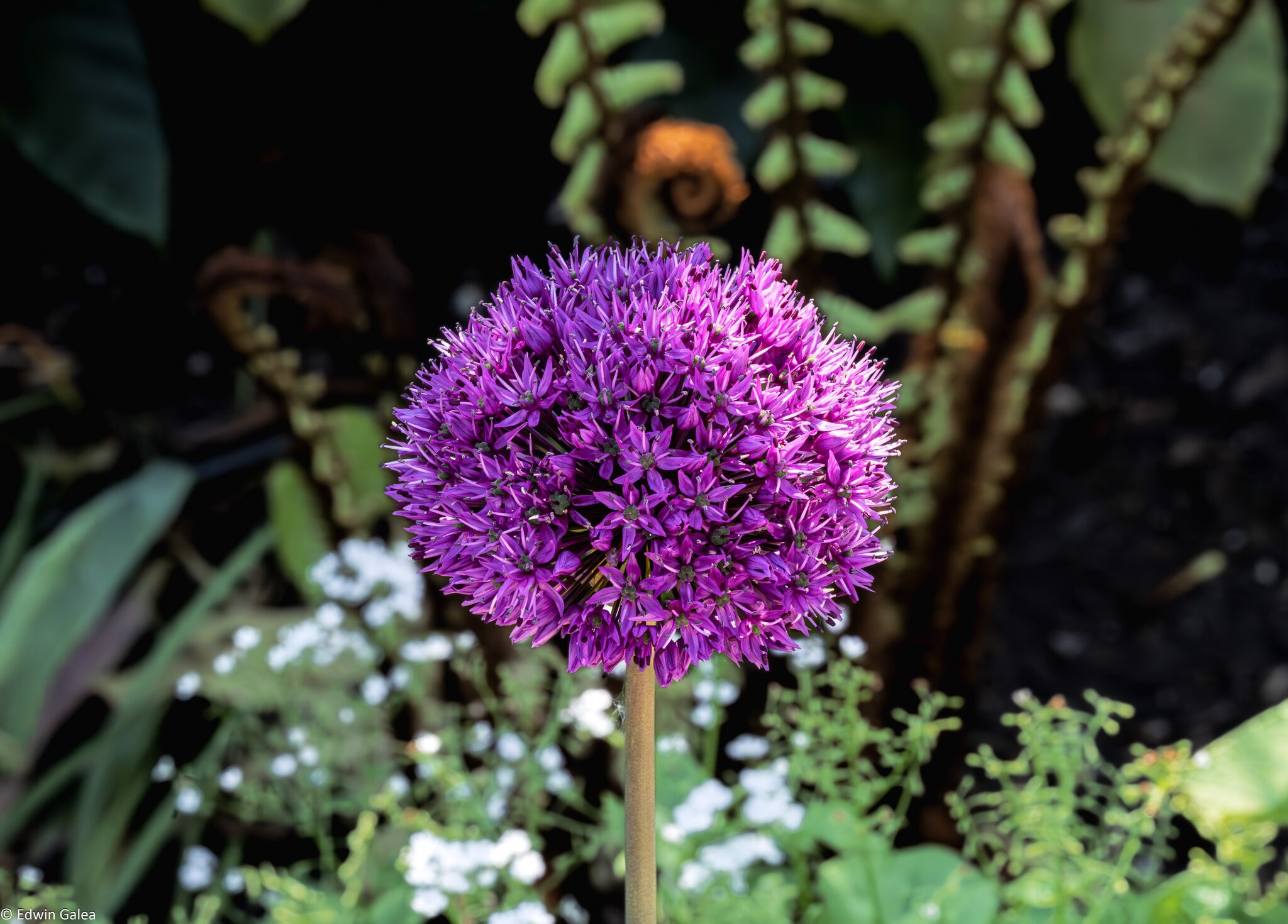 allium giganteum-1.jpg