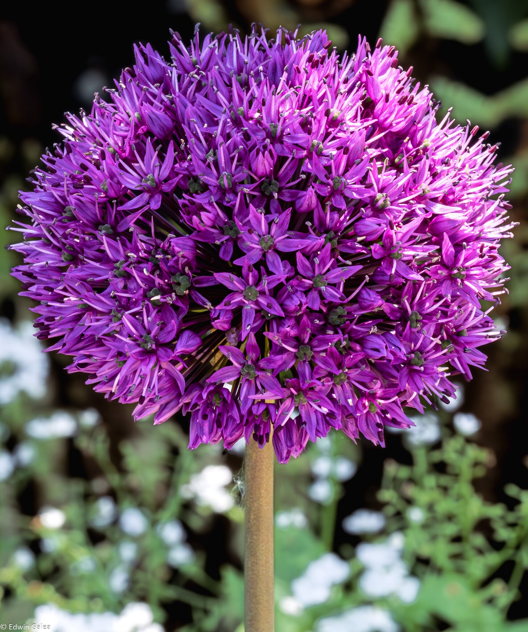 allium giganteum-2.jpg