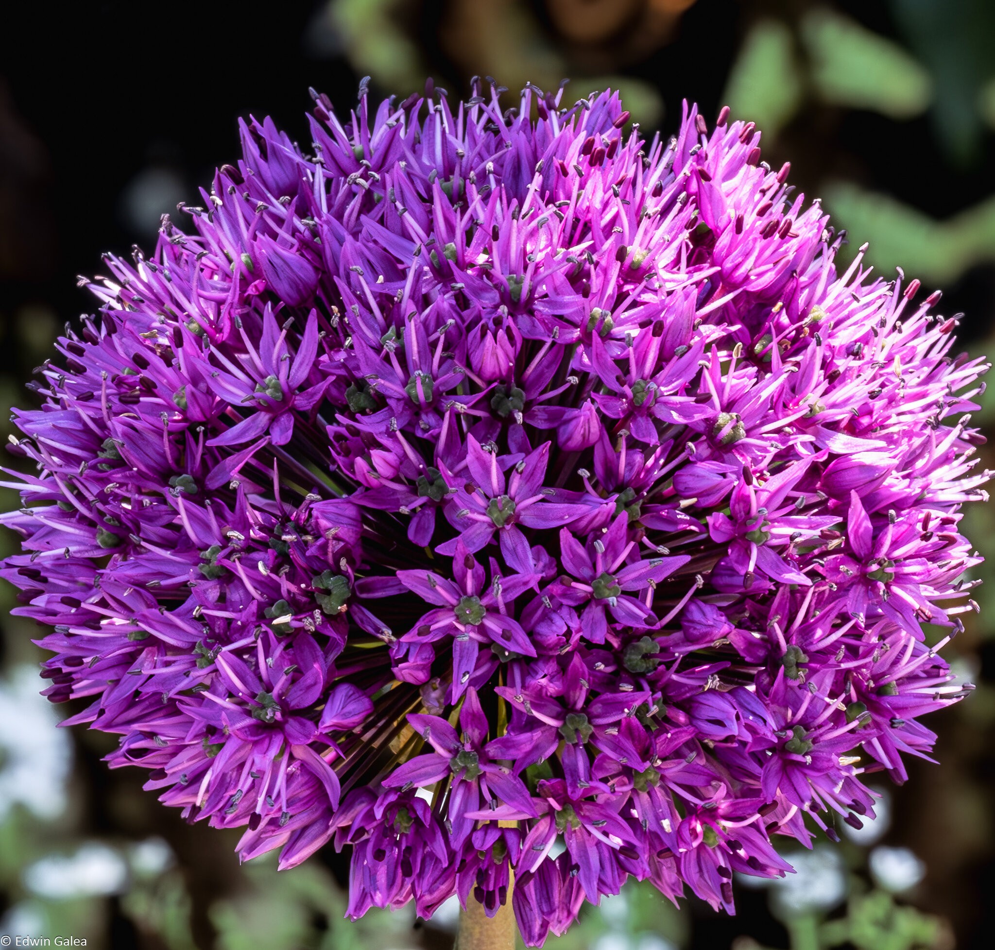 allium giganteum-3.jpg