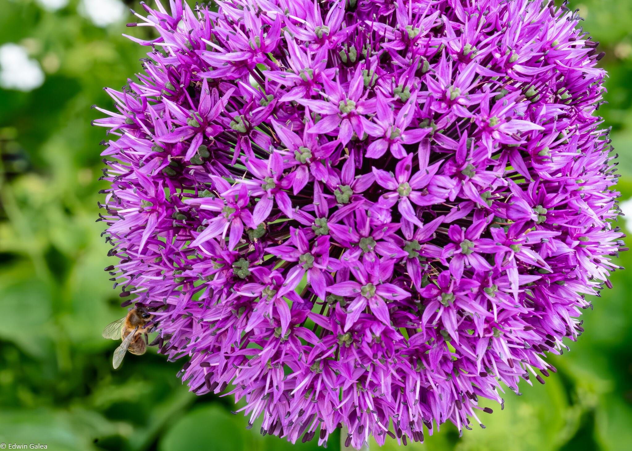 allium giganteum-4.jpg