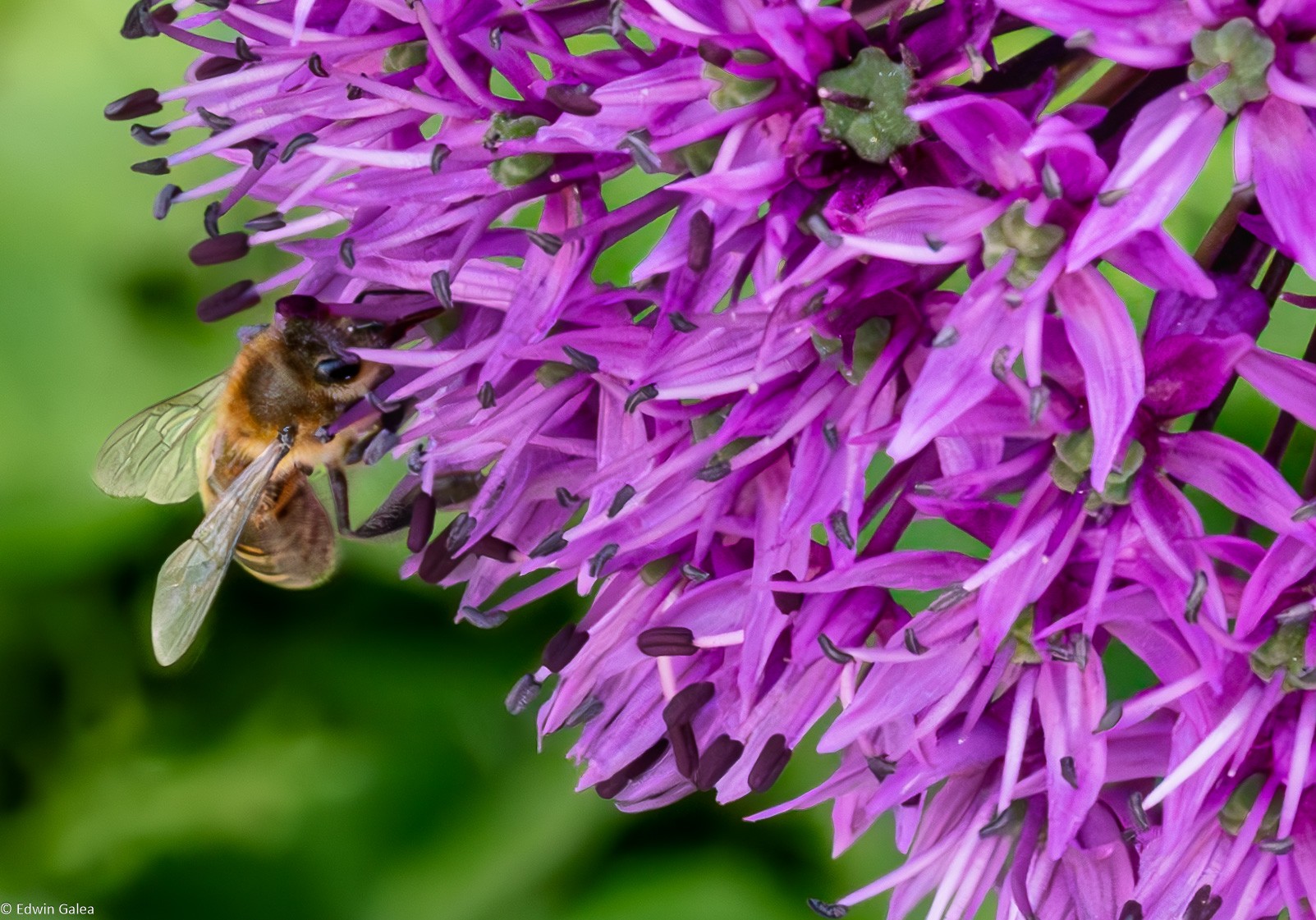 allium giganteum-5.jpg