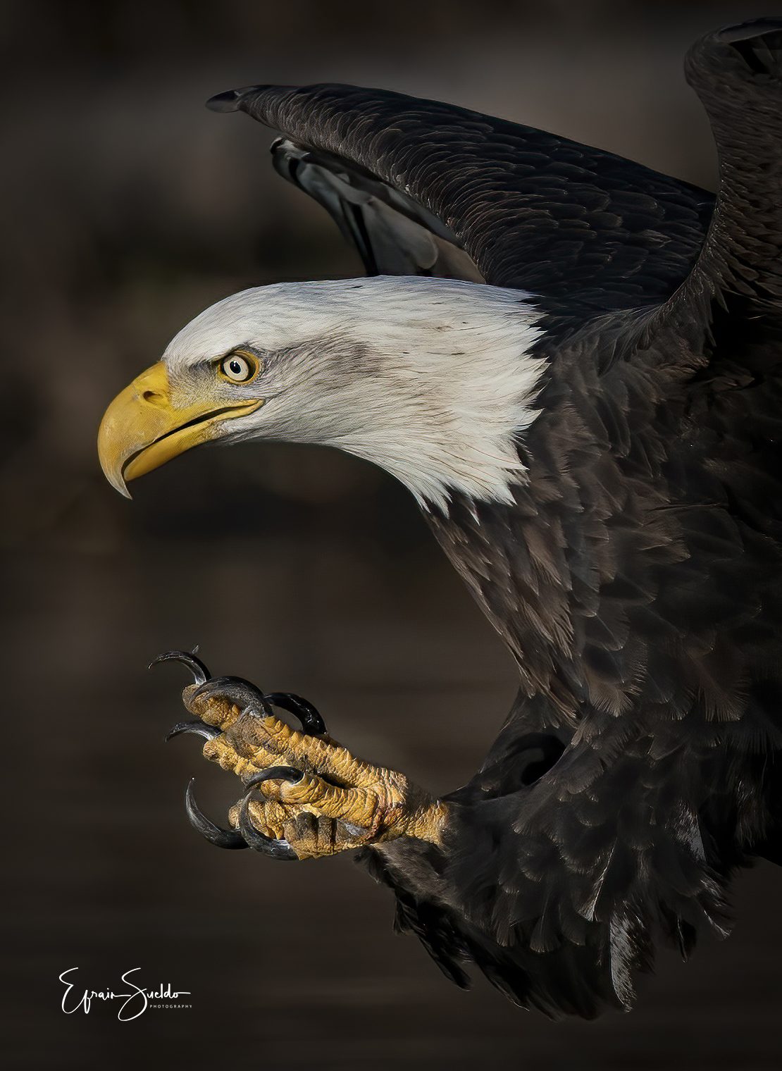 american bald eagle closeup