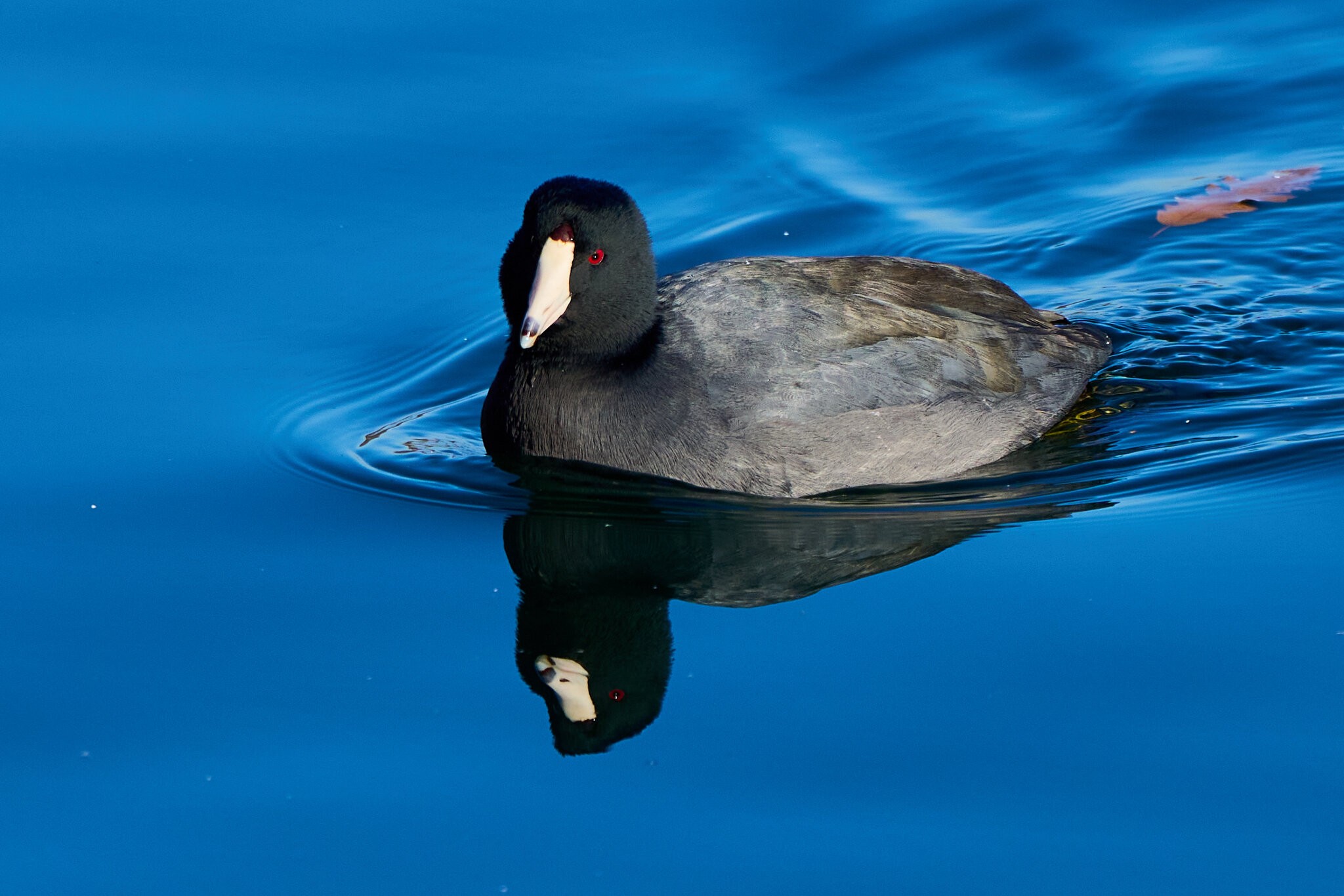 American Coot - NYC - 12282022 - 02.jpg