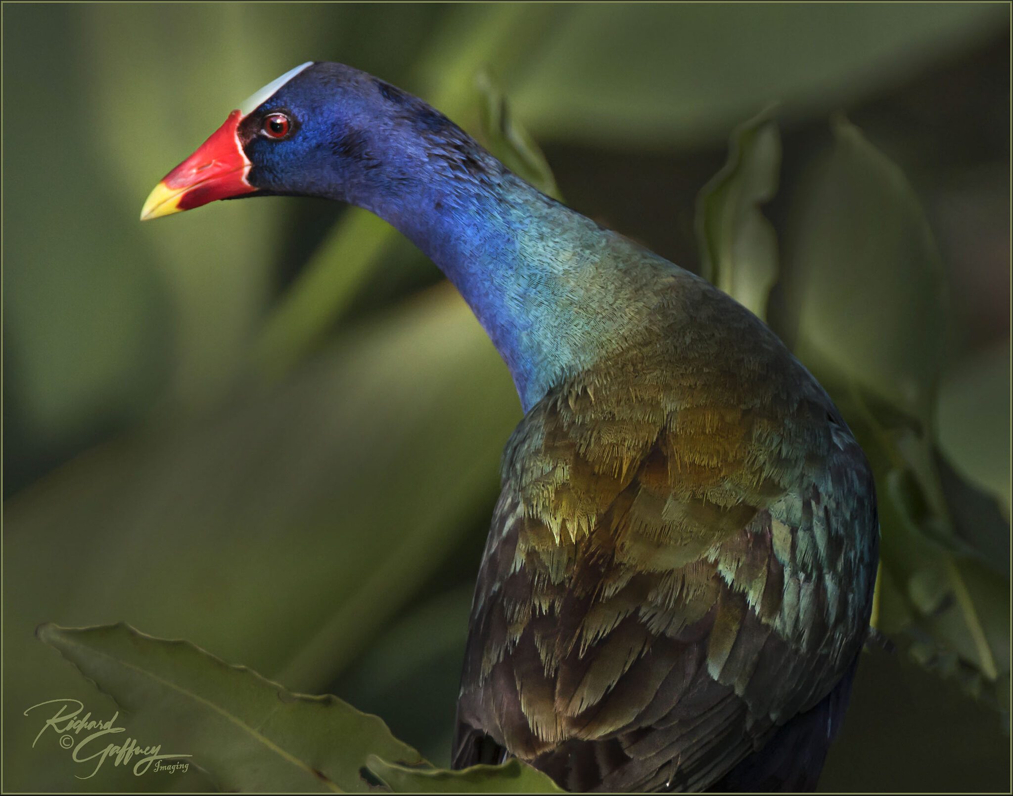 American purple Gallinule S Florida M.jpg