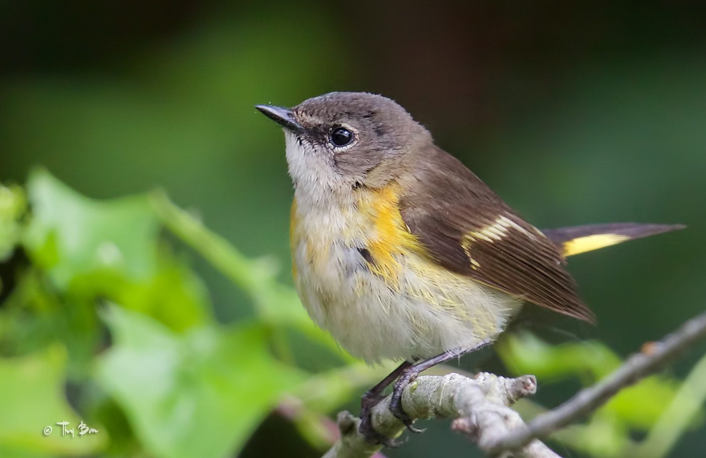 American-Redstart-(3t).jpg