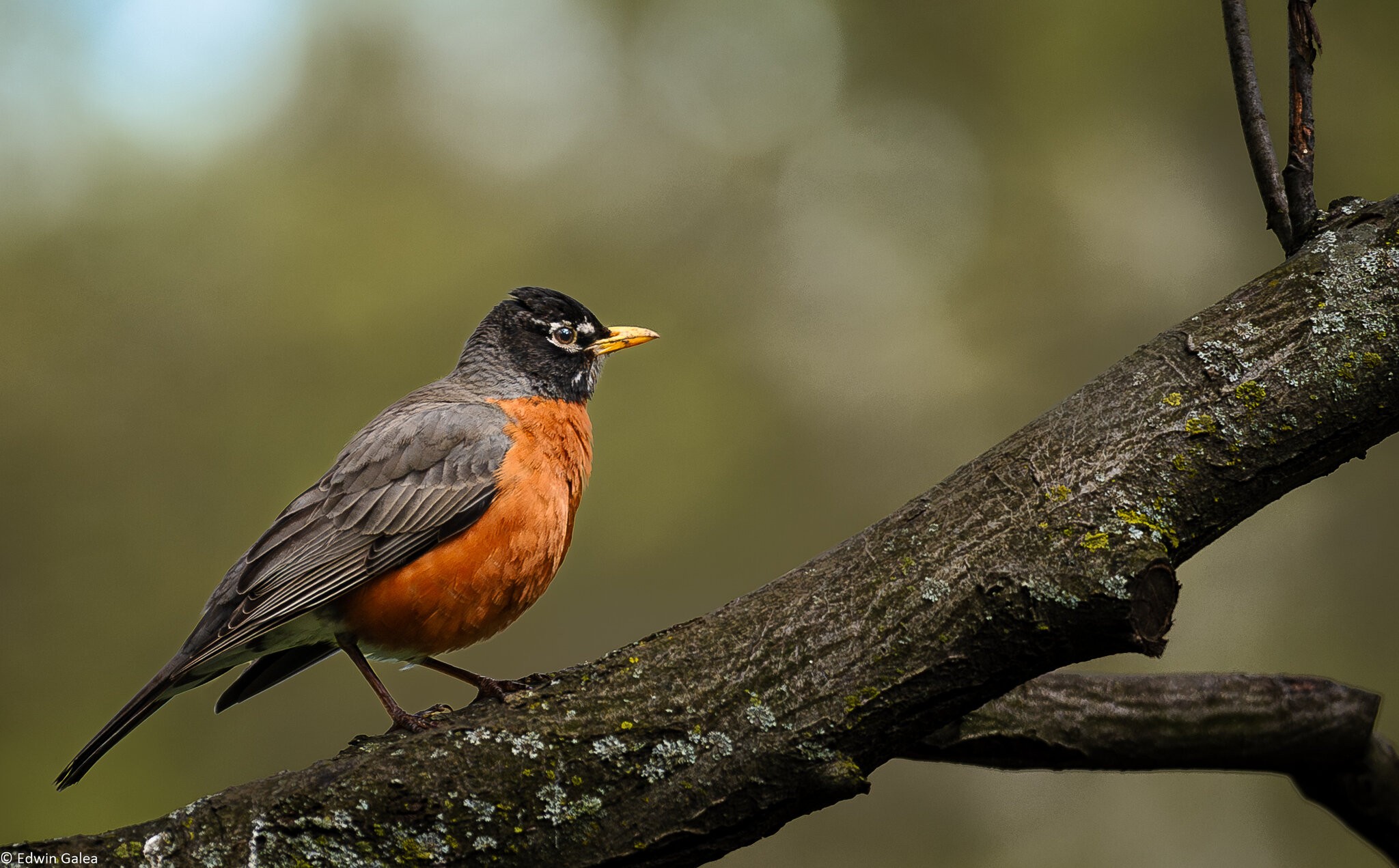 american robin-2.jpg