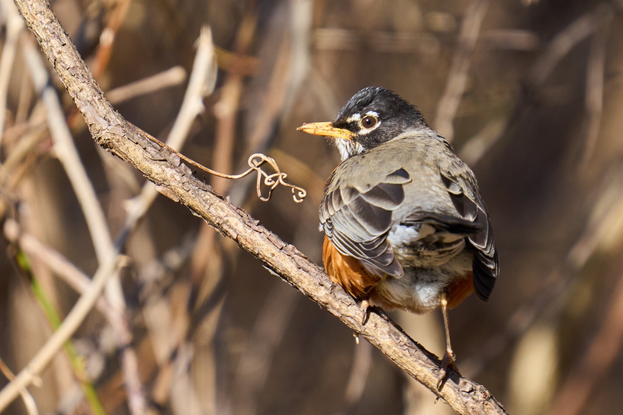 American Robin - BCSP - 02182023 - 01.jpg