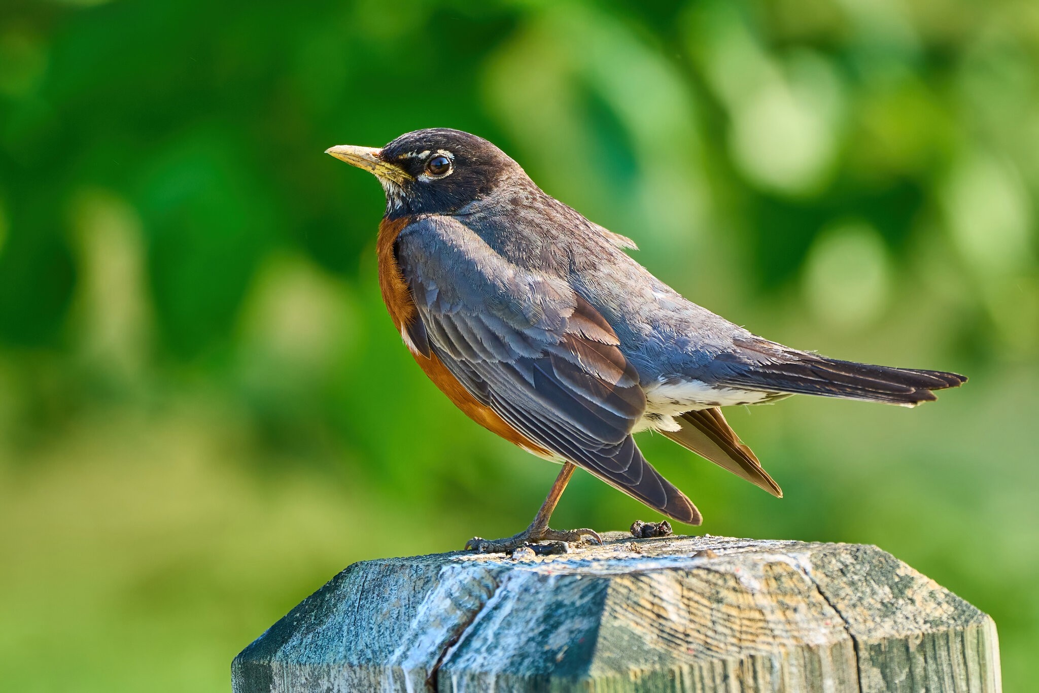 American Robin - Home - 05212023 - 01-DN.jpg