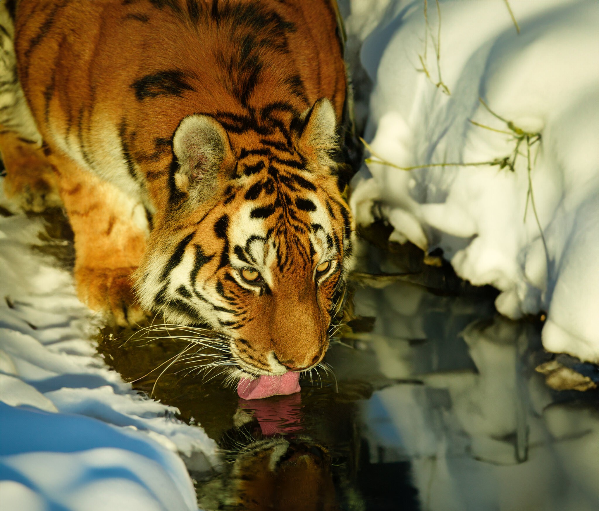 Amur Tiger (2).jpg