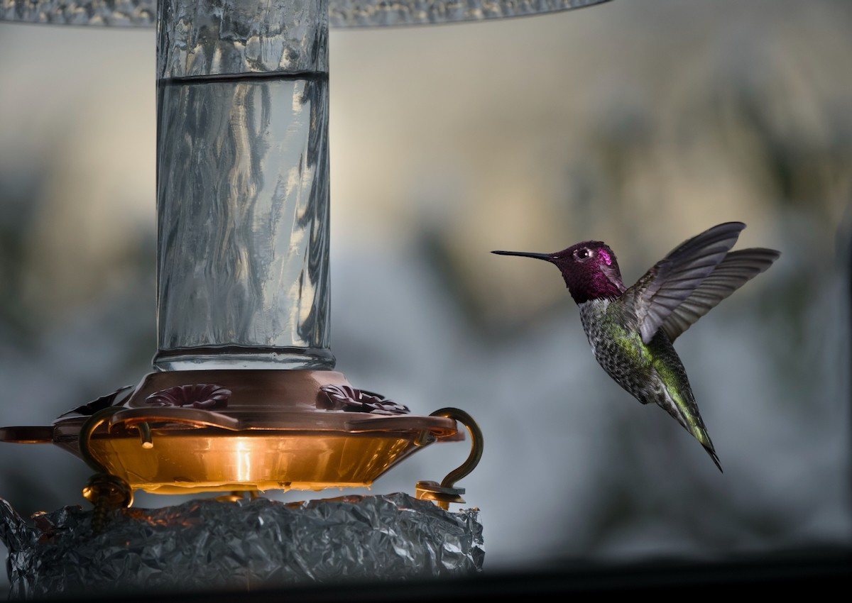 Anna's Hummingbird Winter.jpeg