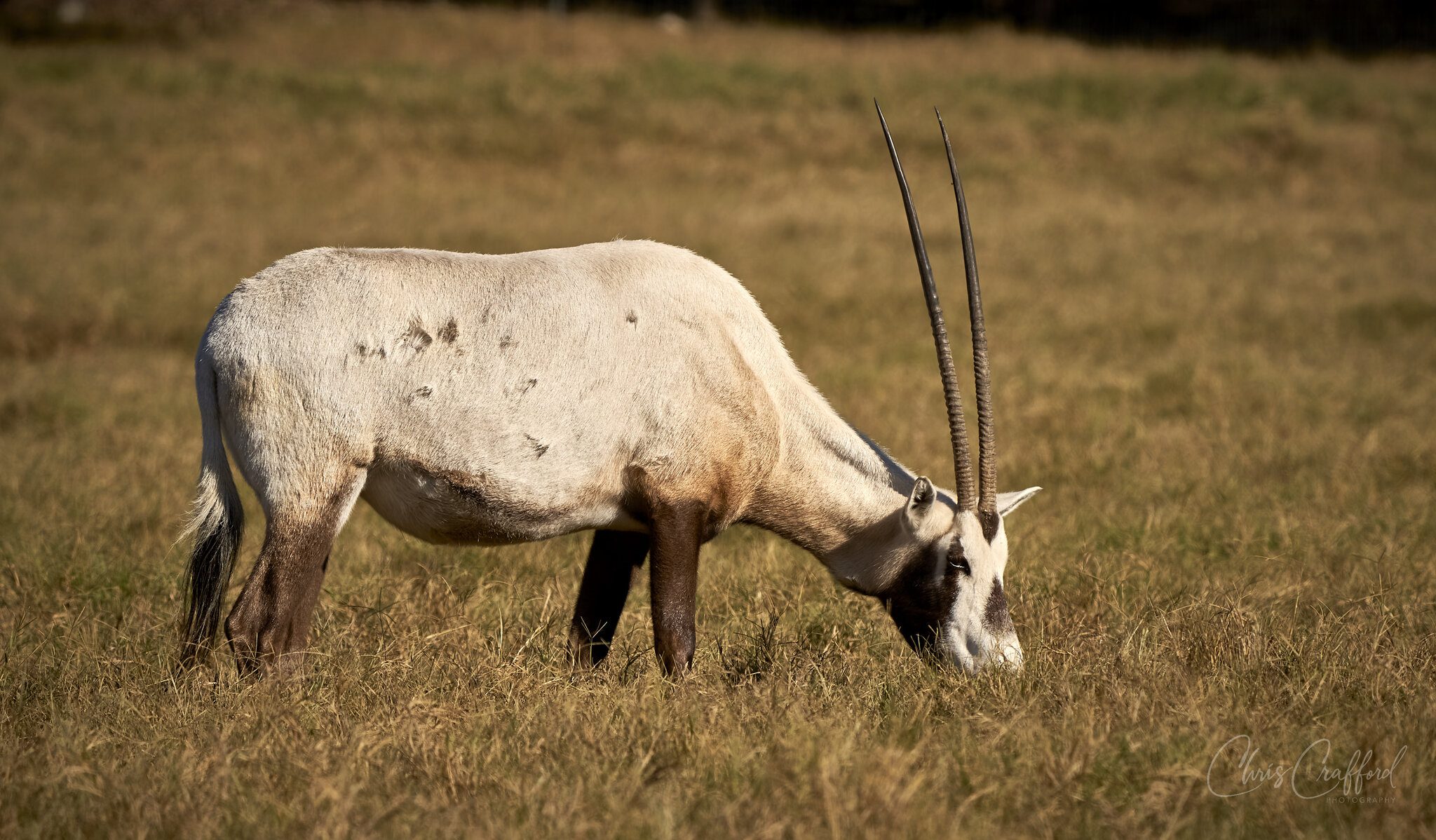 Arabian Oryx