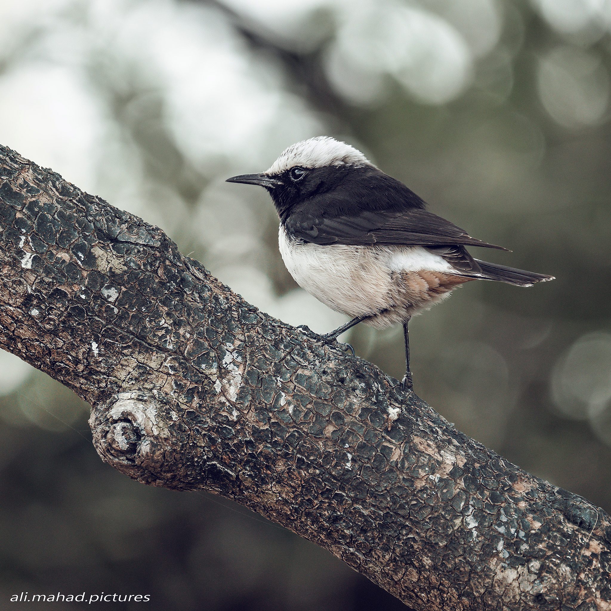 Arabian Wheatear