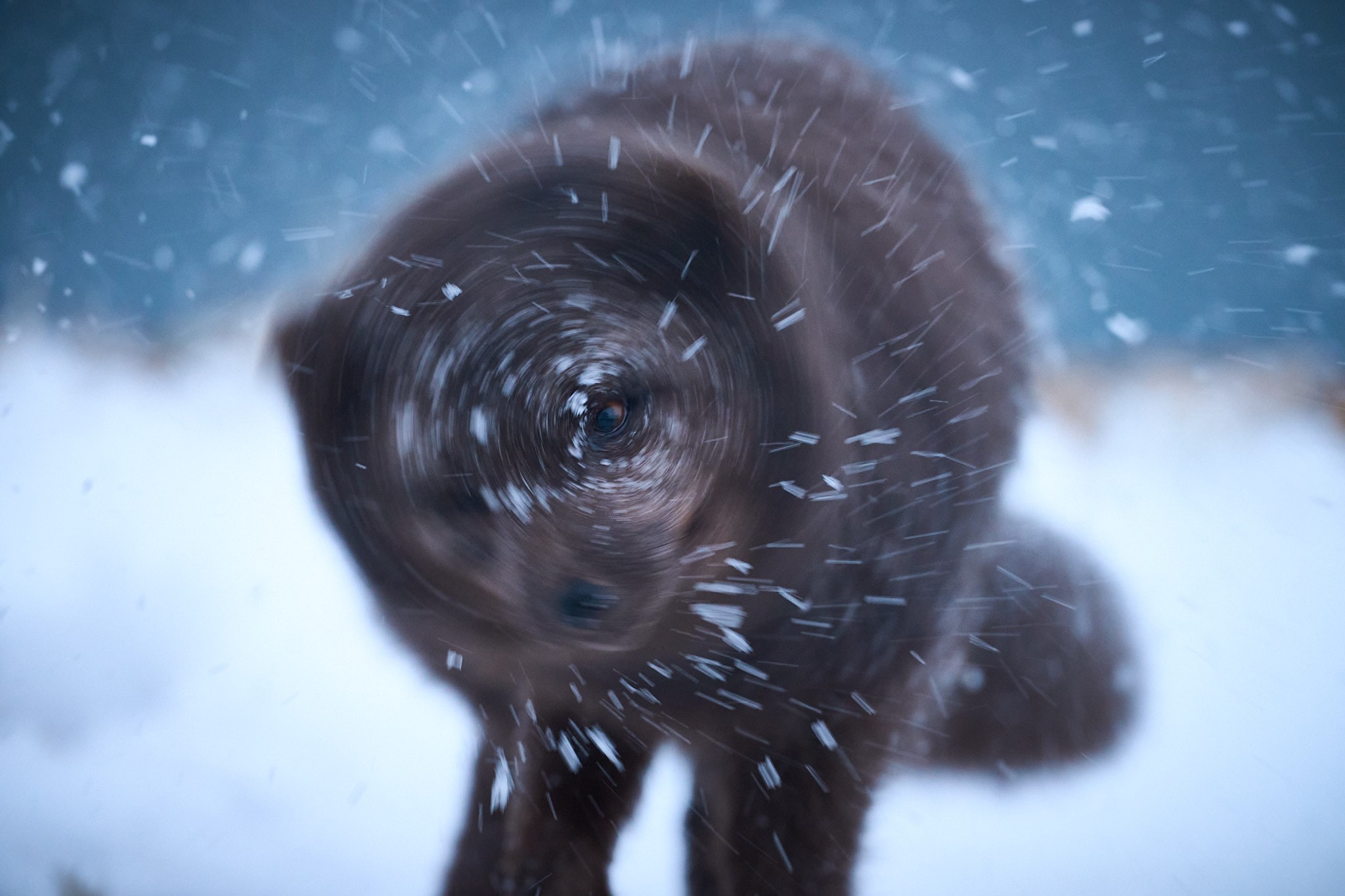 Arctic Fox