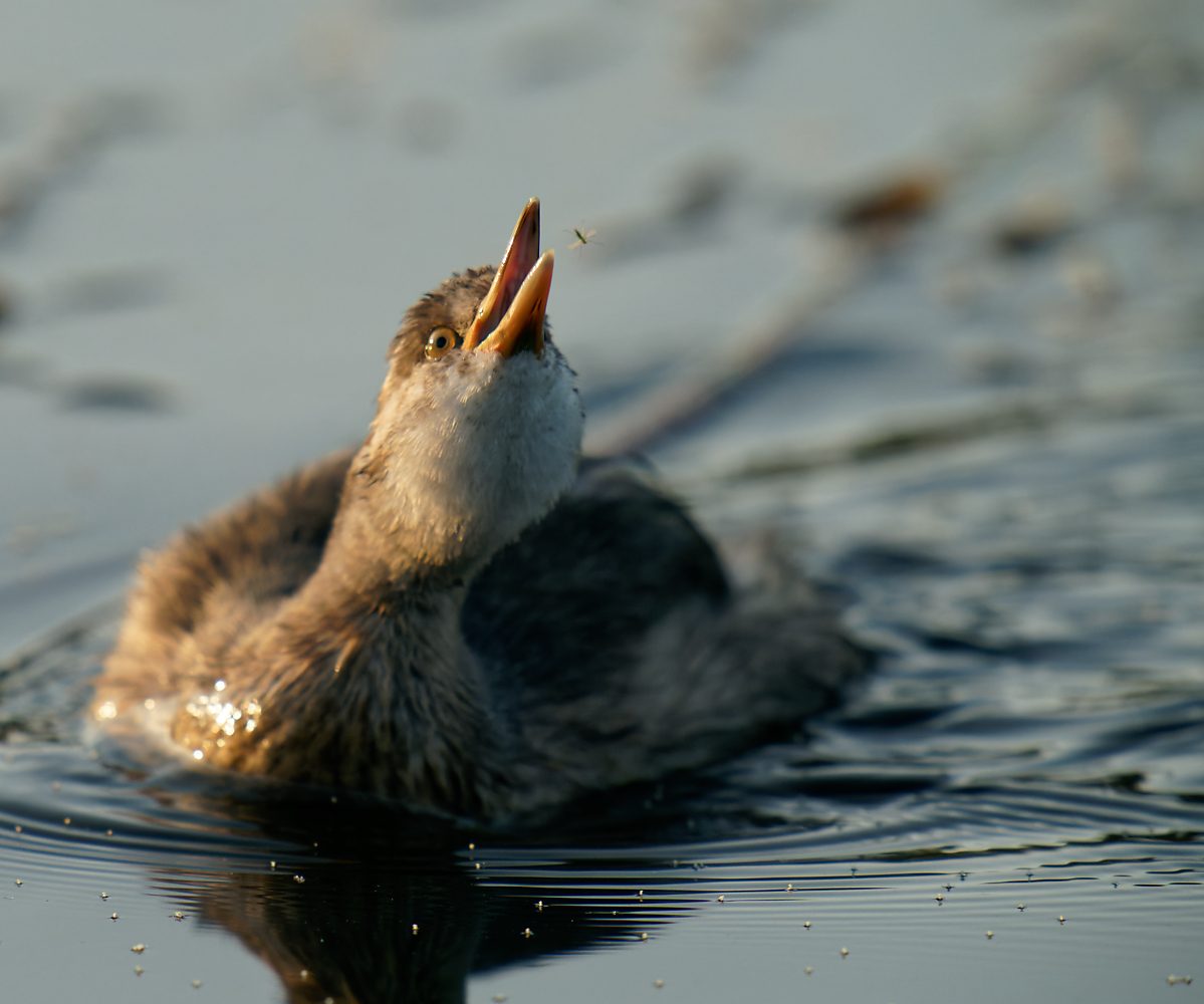 Australasian Grebe and bug.jpg