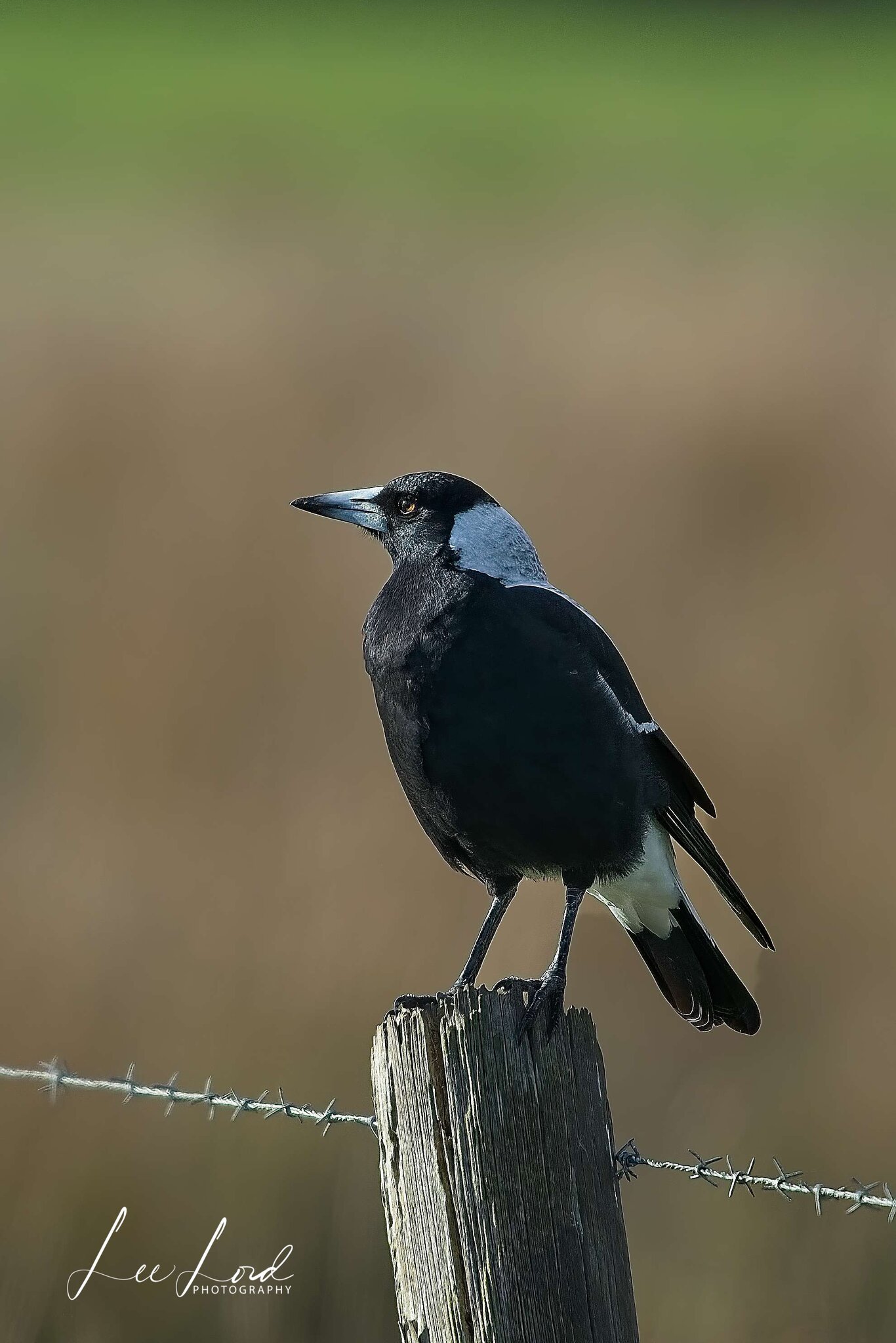 Australian Magpie