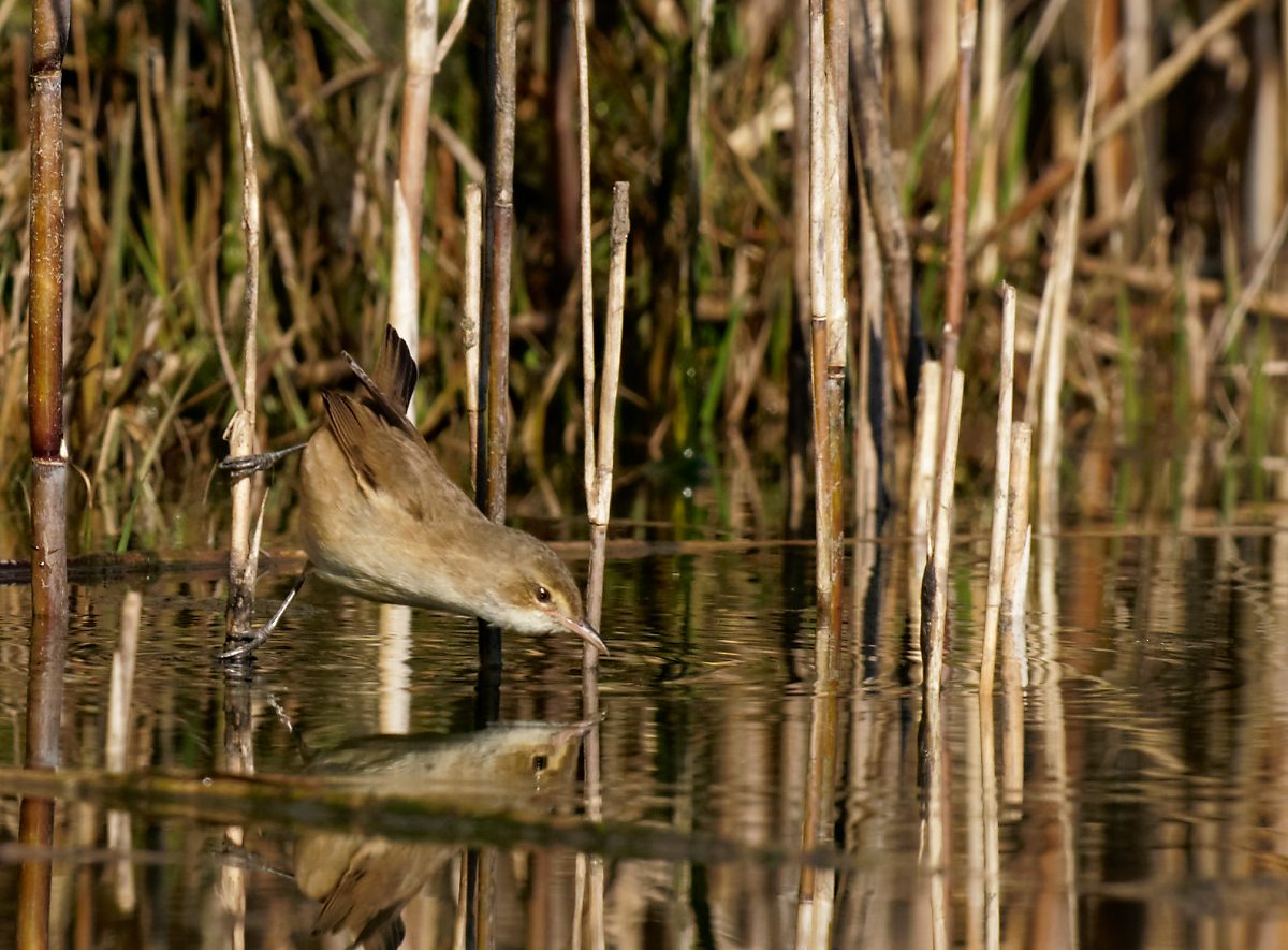 Australian Reed Warbler (28).jpg