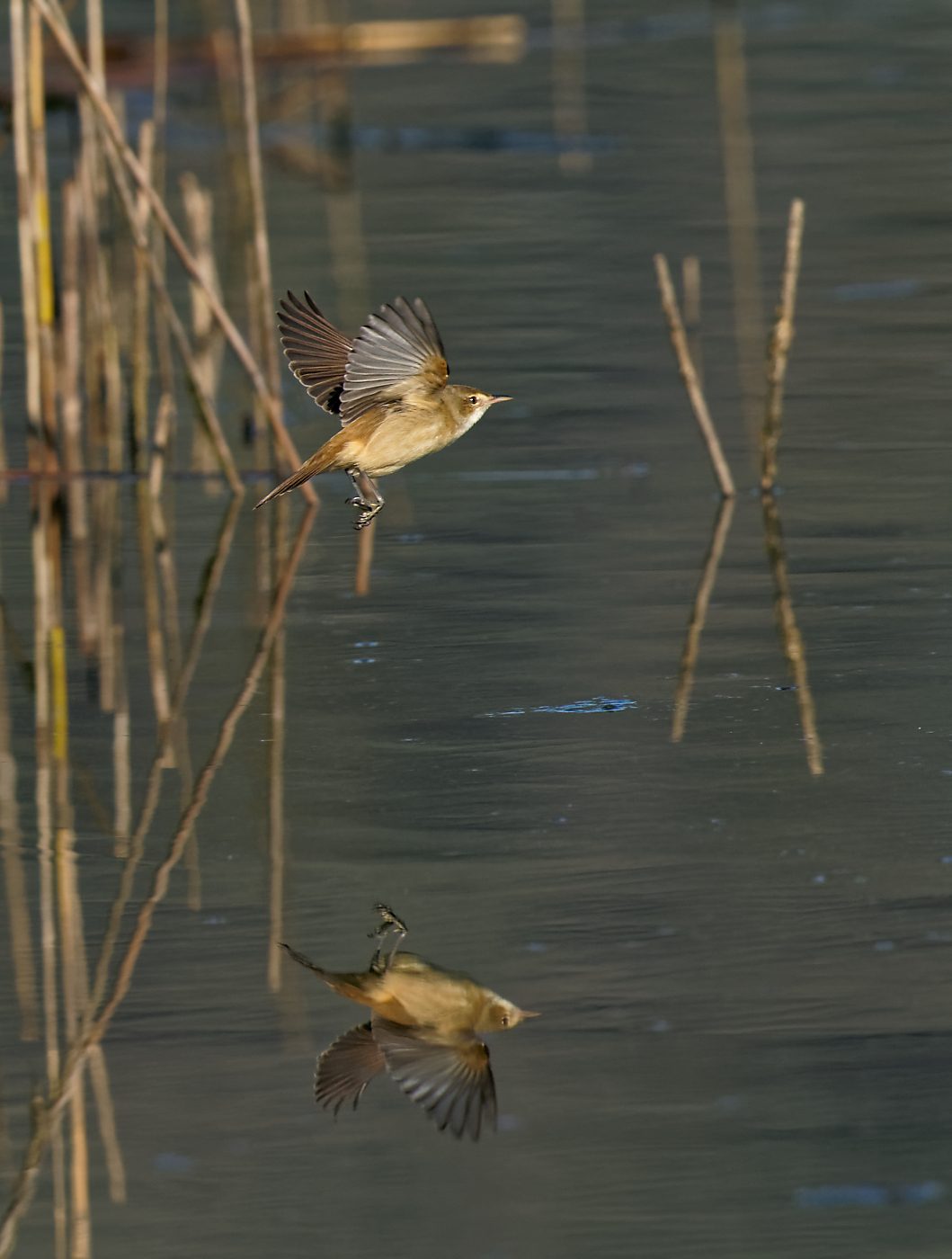 Australian Reed Warbler IF (5).jpg