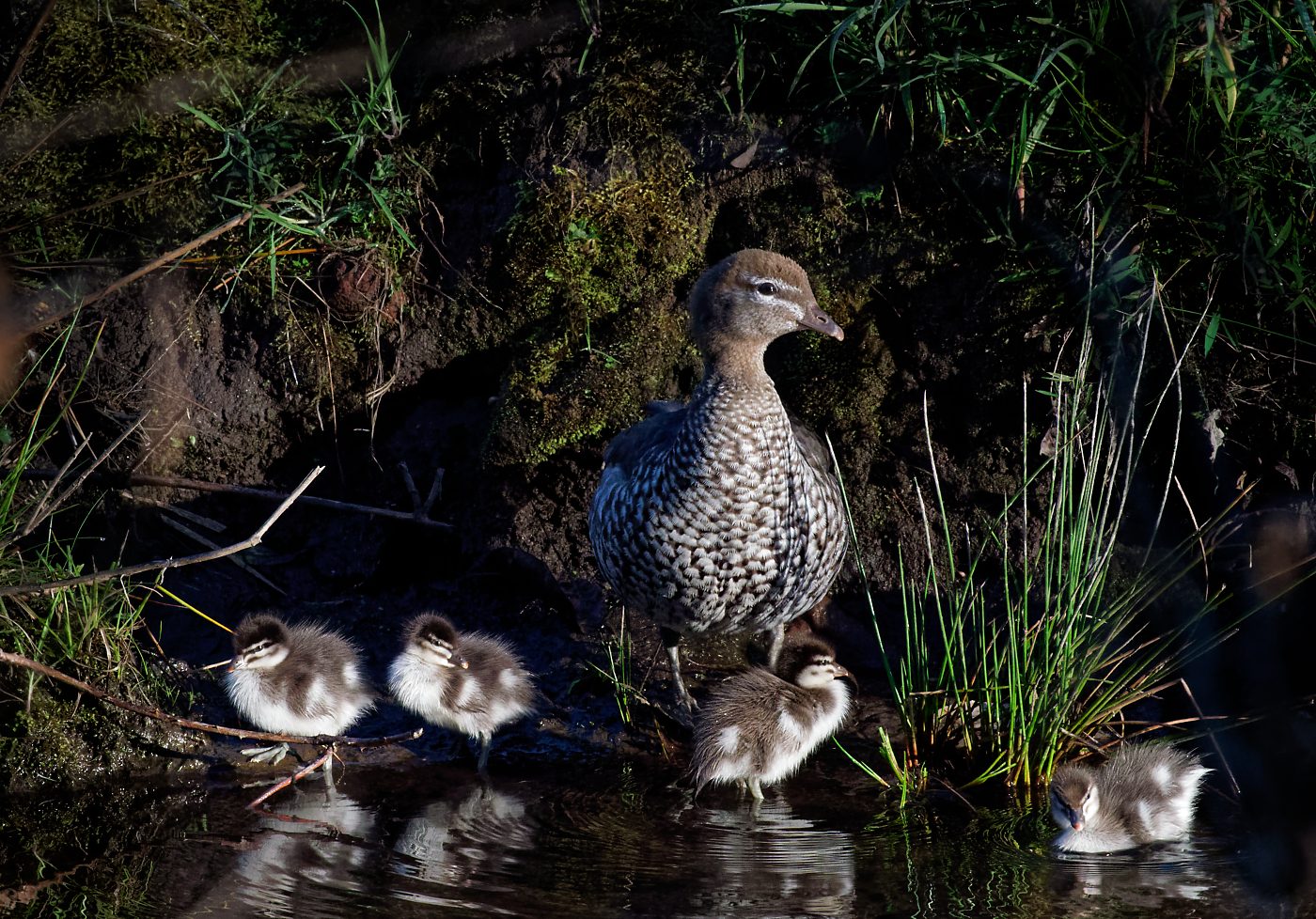 Australian Wood Duck f and chicks (6).jpg