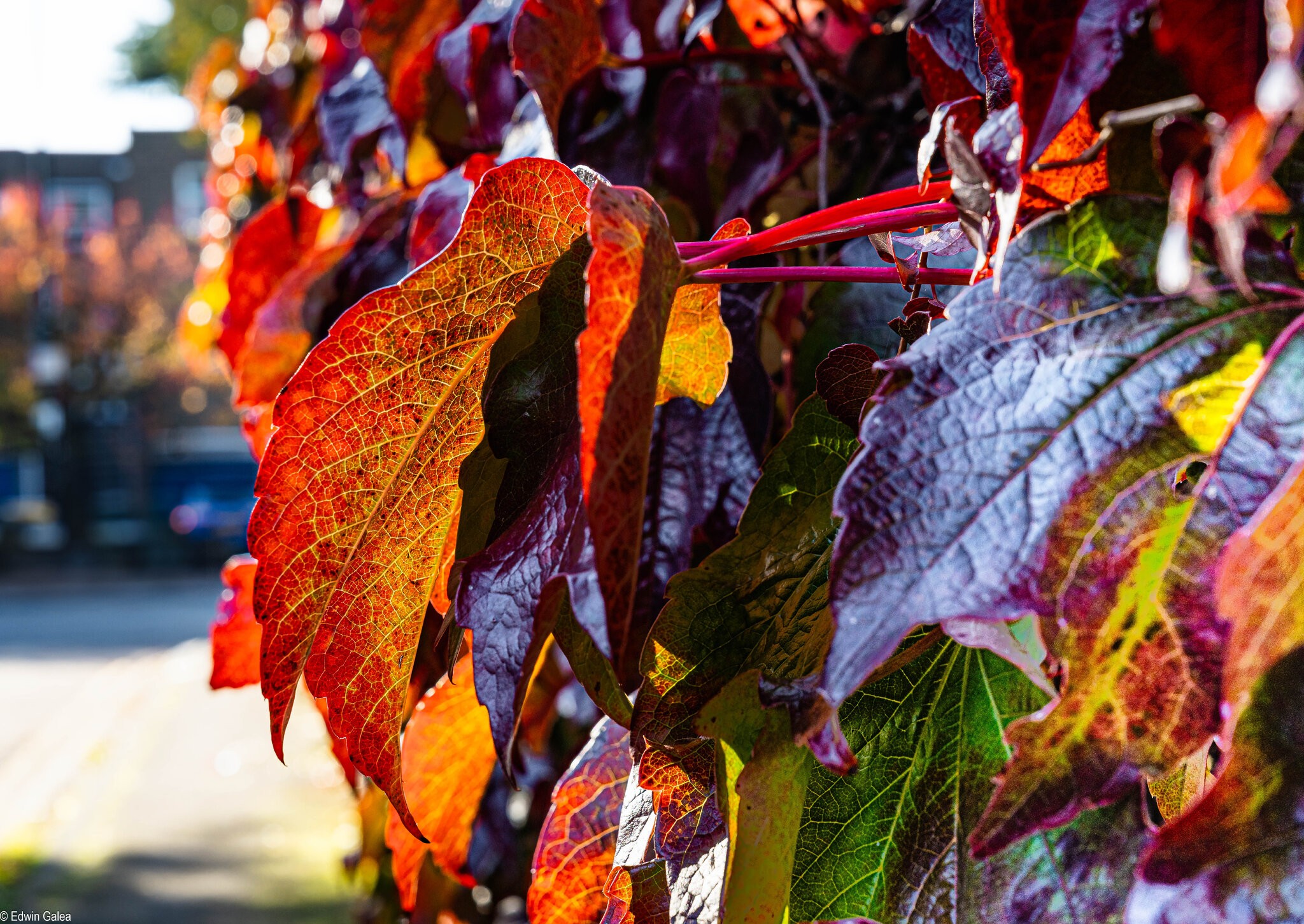 autumn leaves-1.jpg