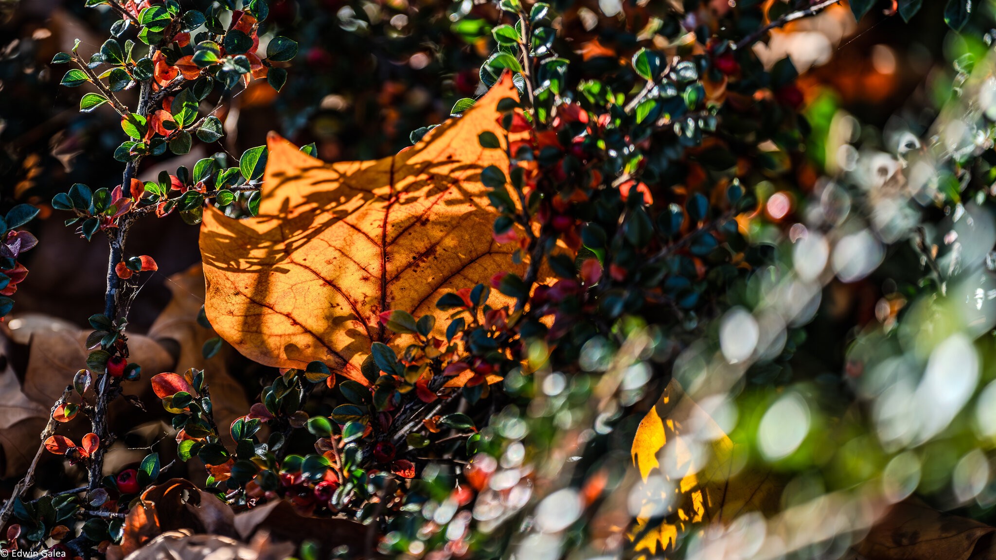 autumn_leaves_hdr-19.jpg