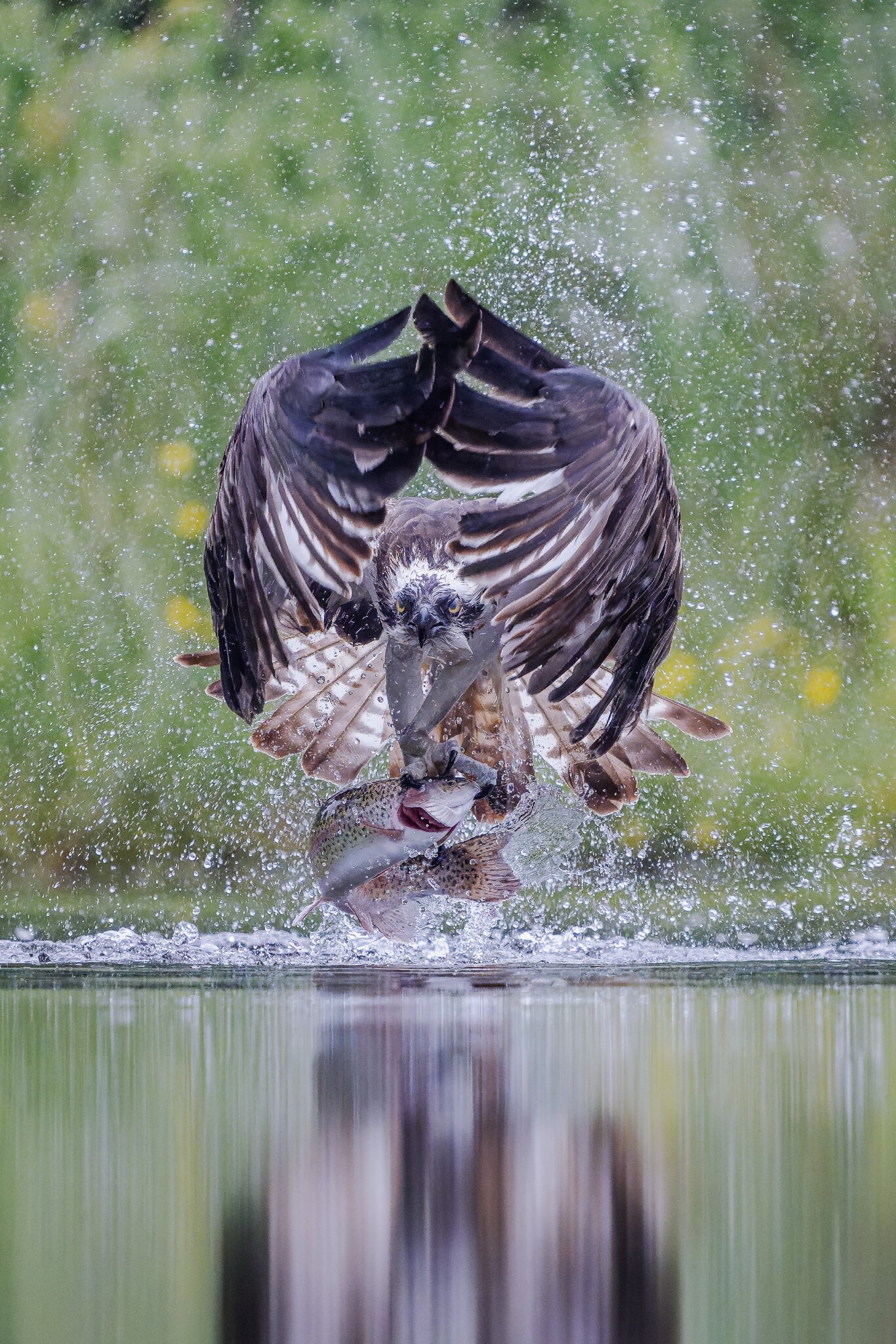 Aviemore_Osprey_15_3.jpg